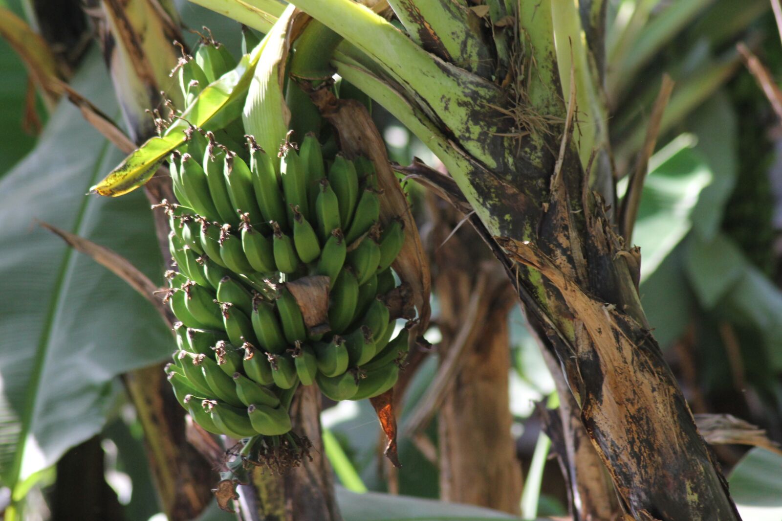 Canon EOS 1100D (EOS Rebel T3 / EOS Kiss X50) sample photo. Bananas, africa, banana photography