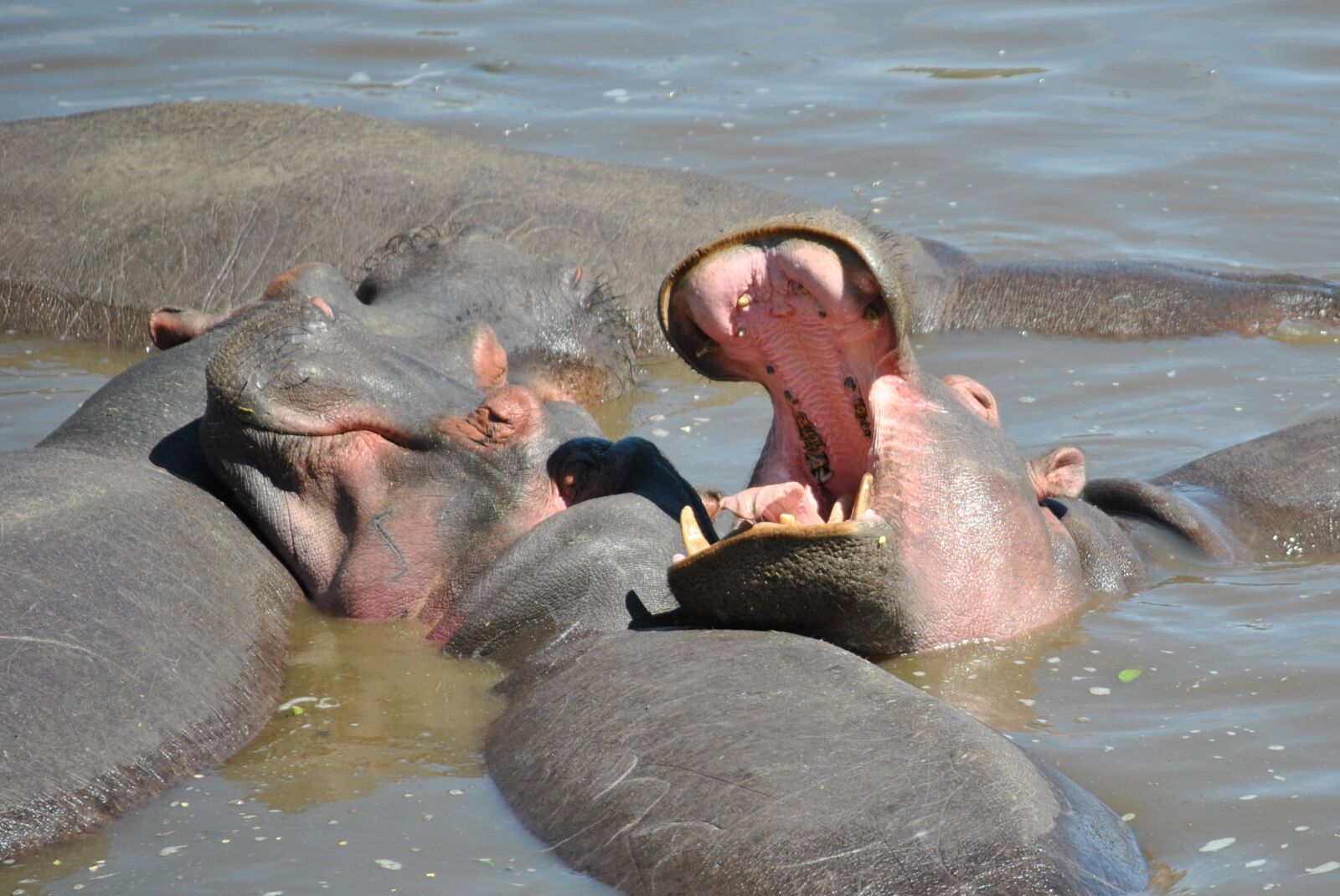 Nikon D3000 sample photo. Hippo, hippopotamus, africa photography