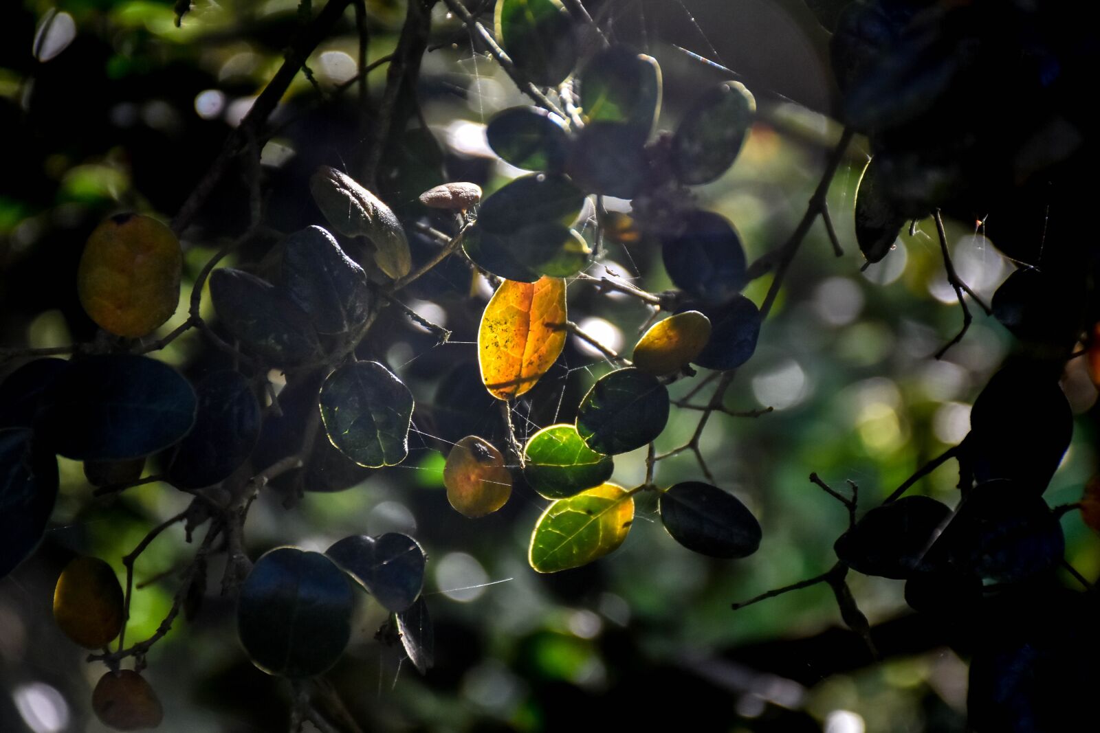 Nikon D7200 sample photo. Flowers, plants, nature photography