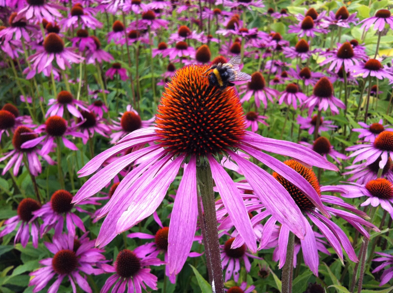 Apple iPhone 4 sample photo. Echinacea, flower, coneflower photography