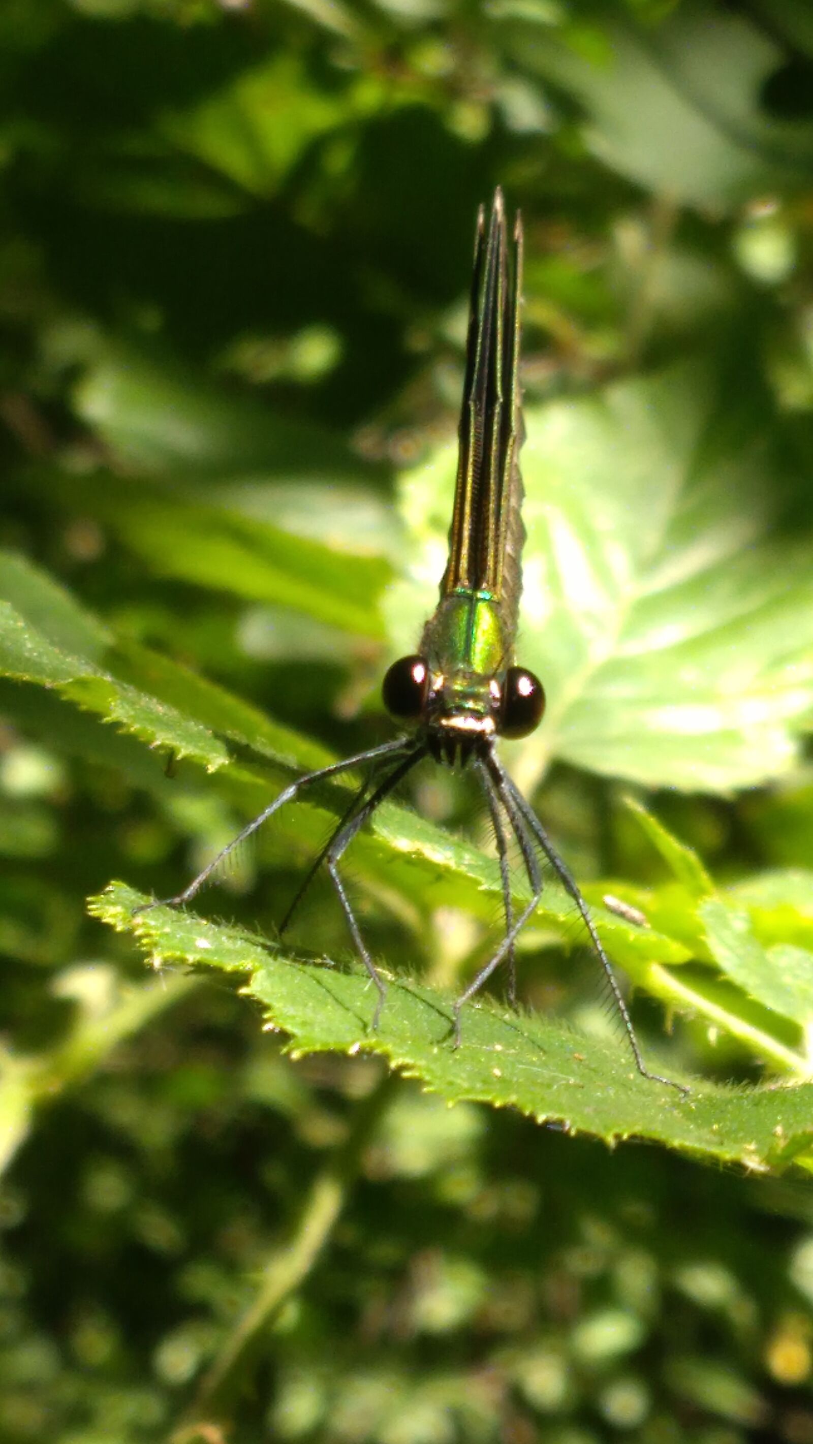 Lenovo K6 NOTE sample photo. Mantis, nature, nature photography photography