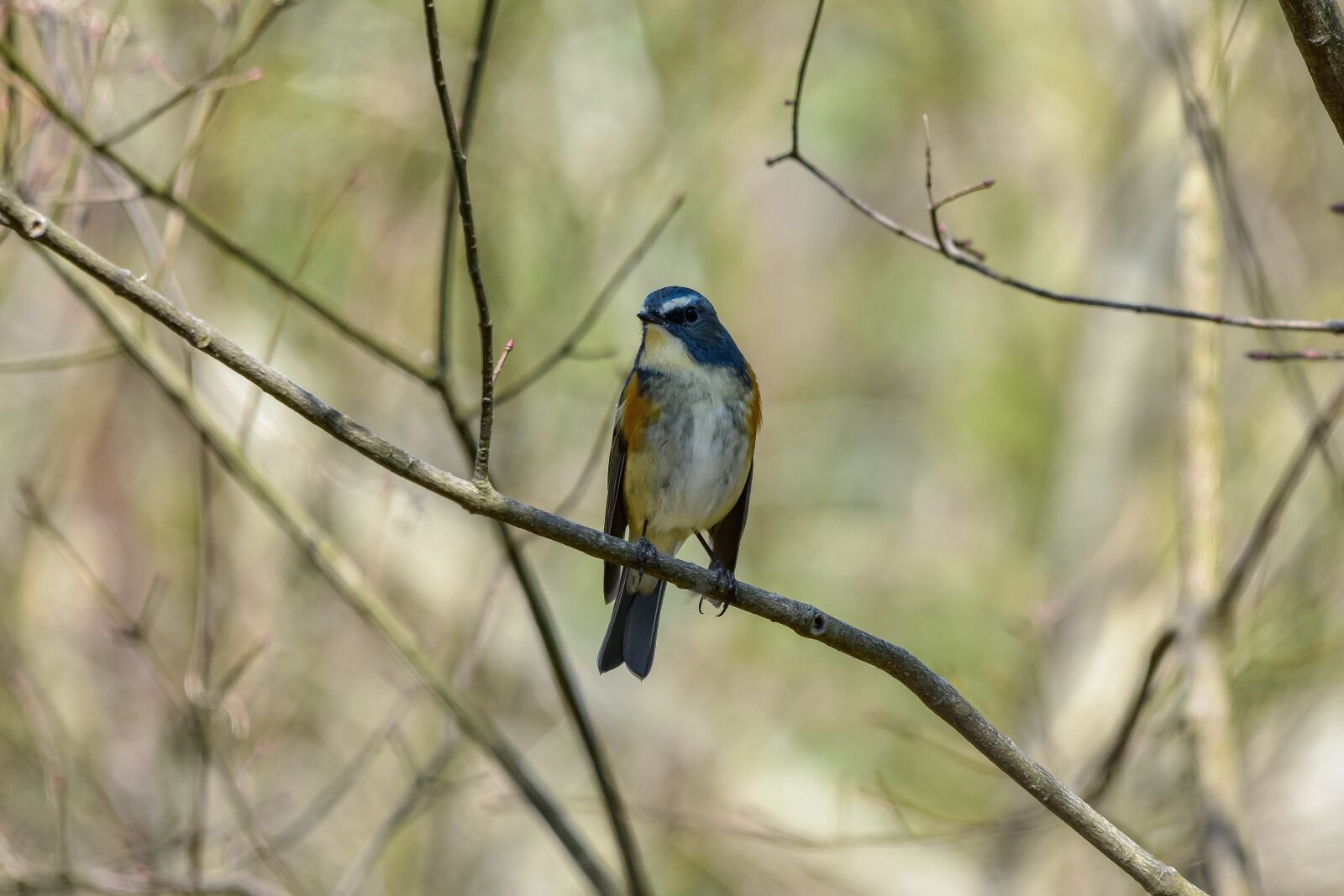 Nikon D7200 sample photo. Animal, forest, wood photography