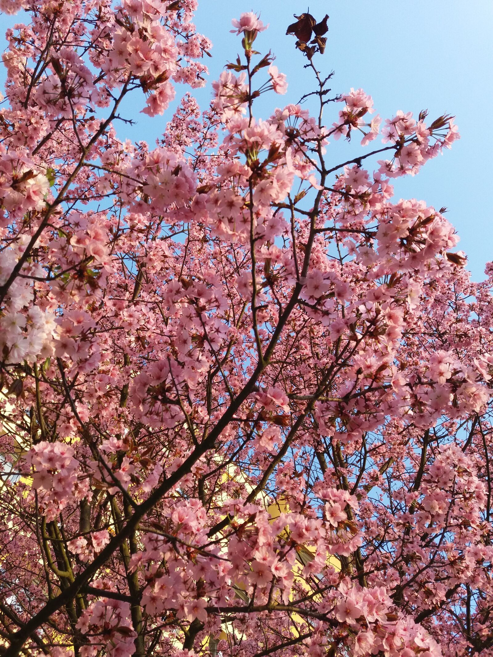 Samsung Galaxy J5 sample photo. Spring, rozowy, tree photography