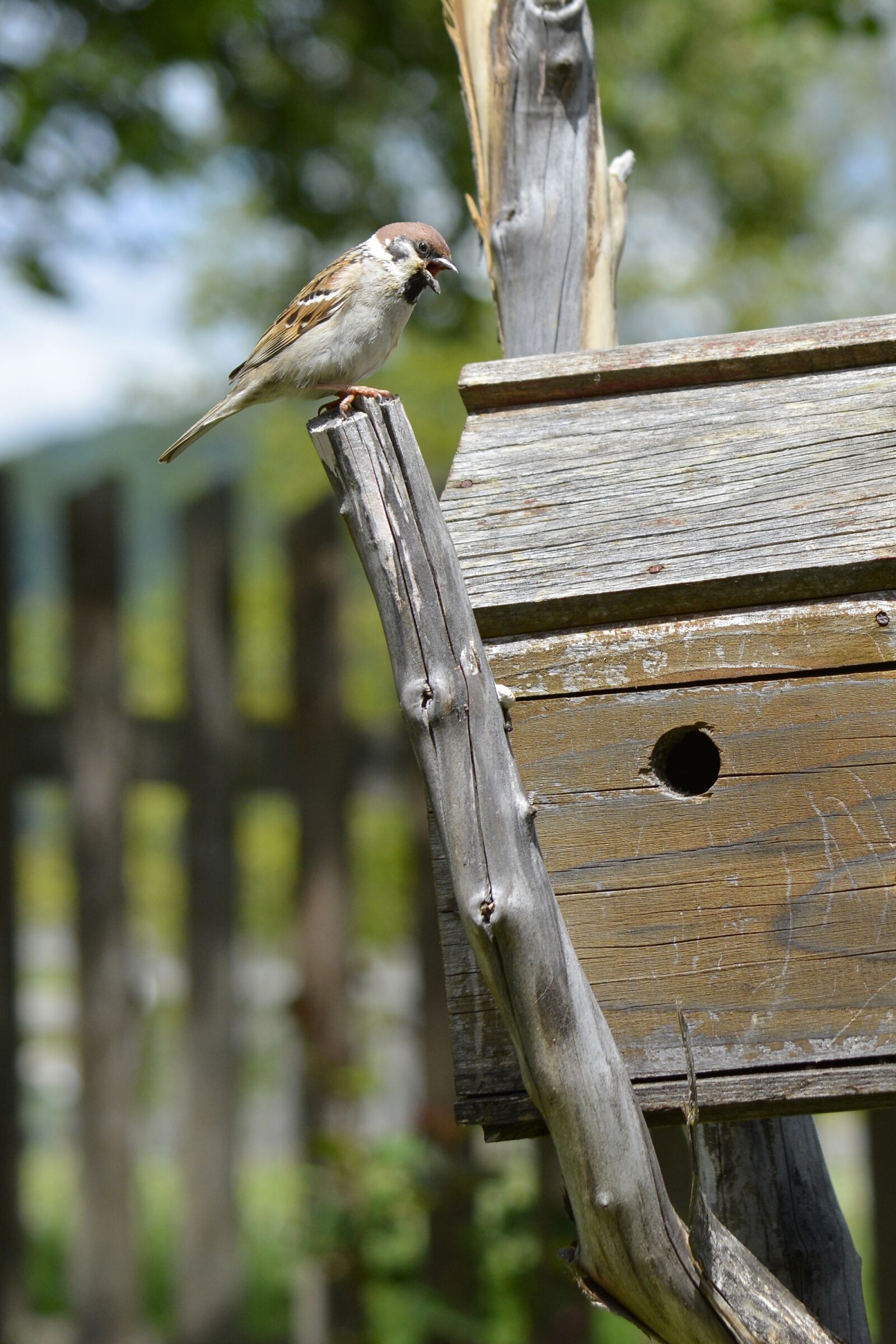 Nikon D5200 sample photo. Sparrow, bird, birds house photography