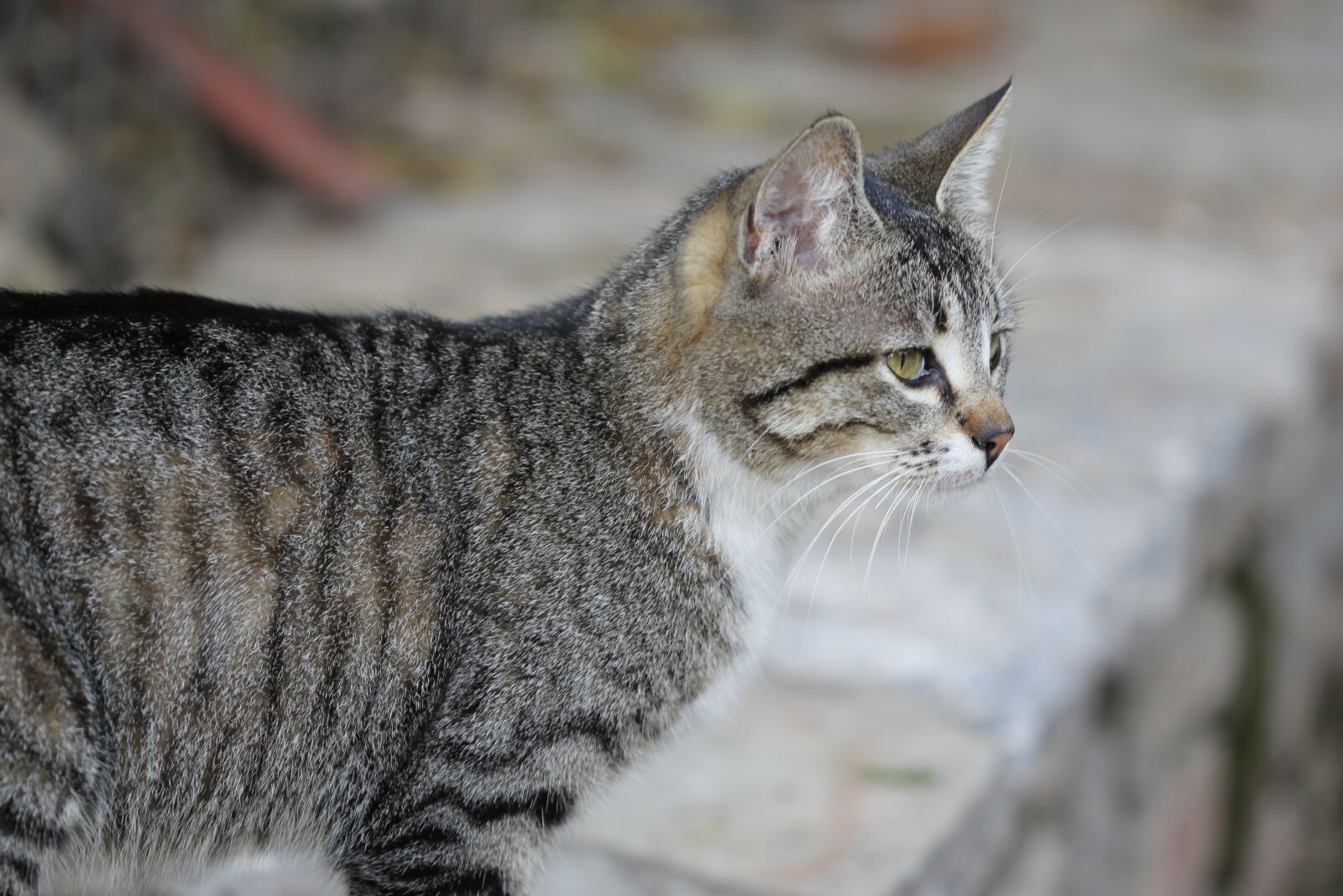 Canon EOS 550D (EOS Rebel T2i / EOS Kiss X4) sample photo. Cat, animal, animal portrait photography