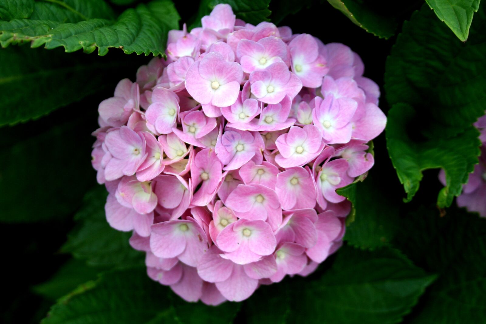 Canon EOS 350D (EOS Digital Rebel XT / EOS Kiss Digital N) sample photo. Hydrangea, flower, garden photography