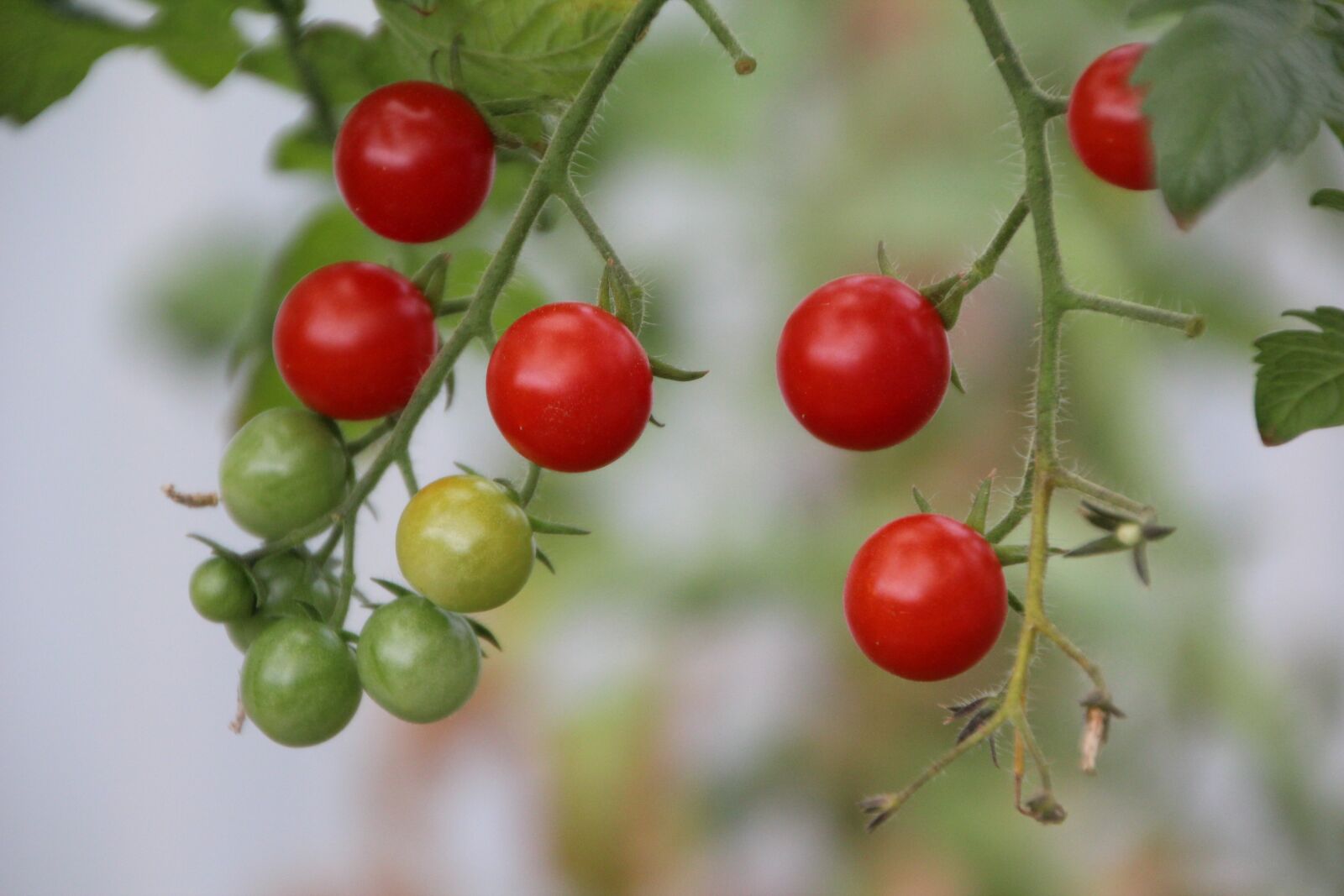 Canon EOS 600D (Rebel EOS T3i / EOS Kiss X5) sample photo. Tomatoes, cherry tomatoes, tomato photography