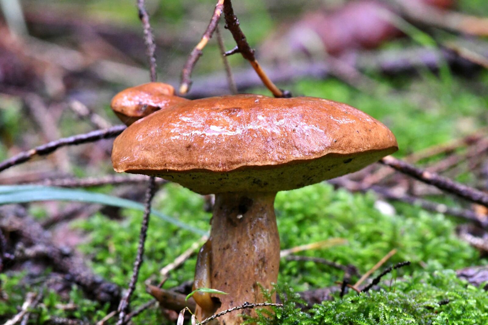 Nikon D500 sample photo. Mushroom, forest, forest floor photography