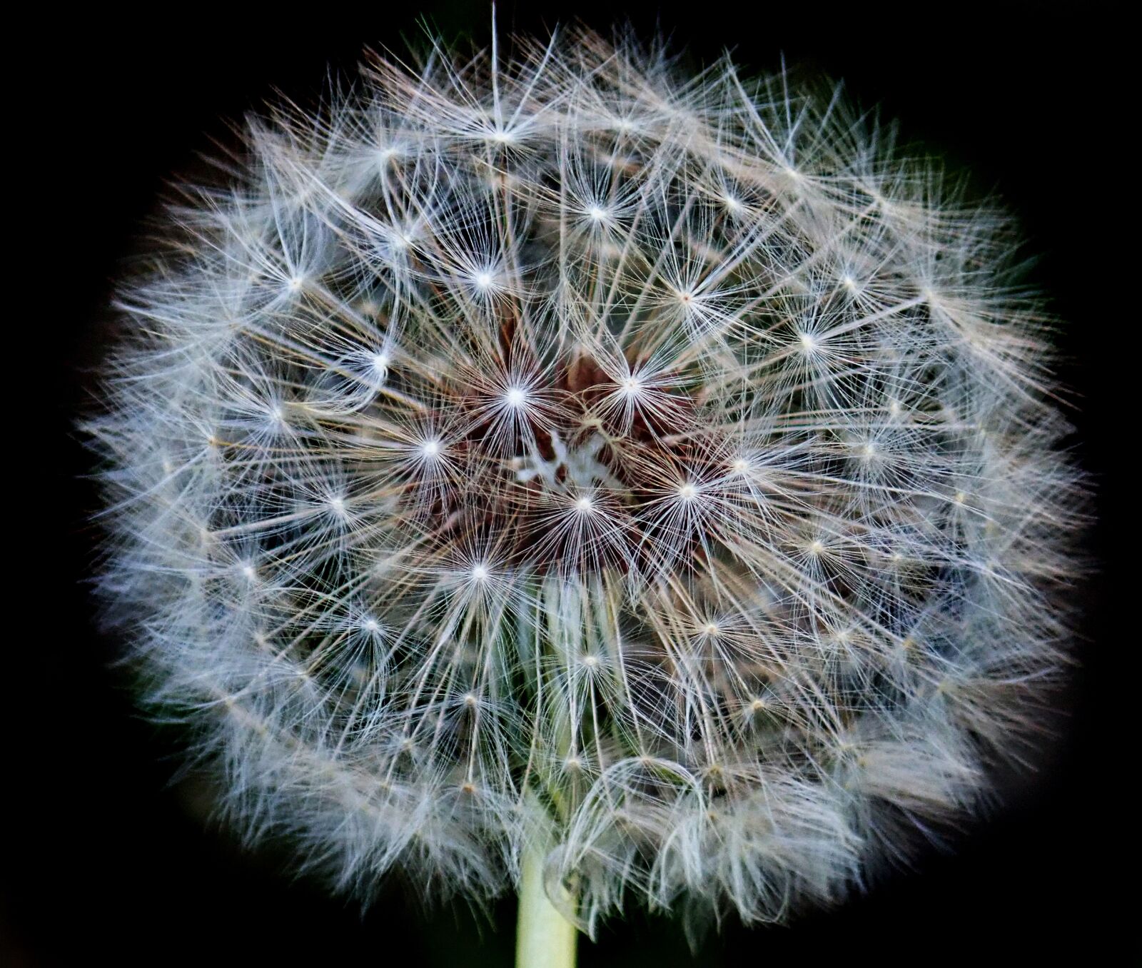 Olympus TG-5 sample photo. Dandelion, flower, seed photography