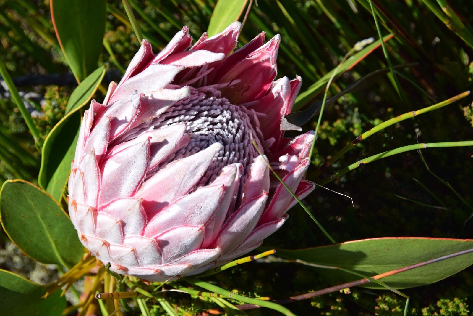 Nikon D5300 sample photo. Flower, big, pink photography