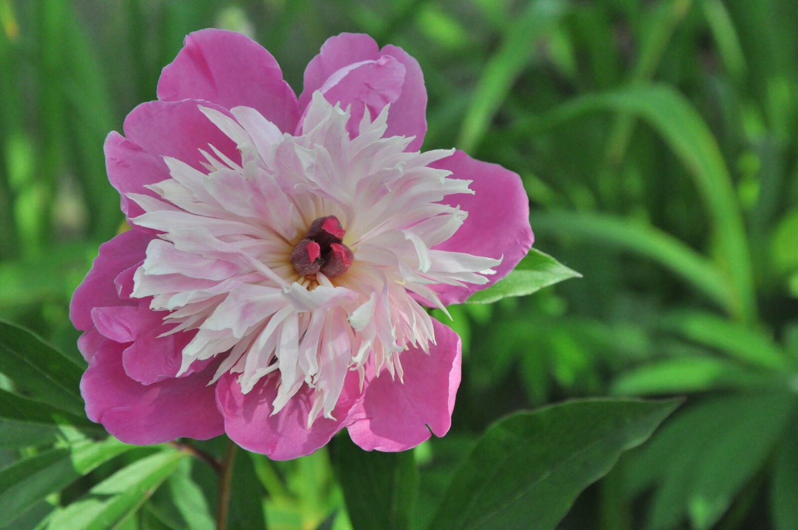 Nikon D90 sample photo. Peony, garden, pink photography