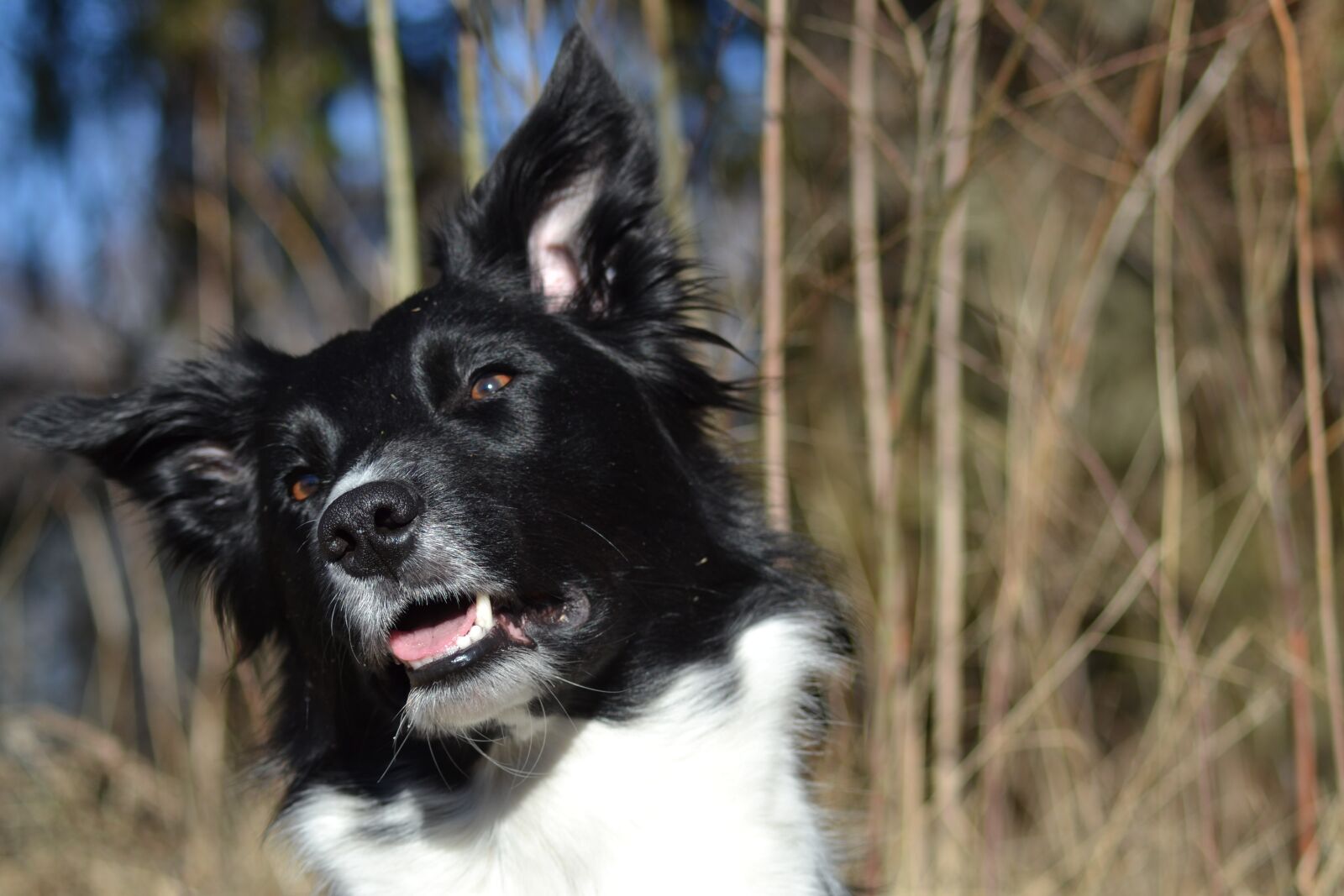 Nikon D3100 sample photo. Dog, border collie, beautiful photography