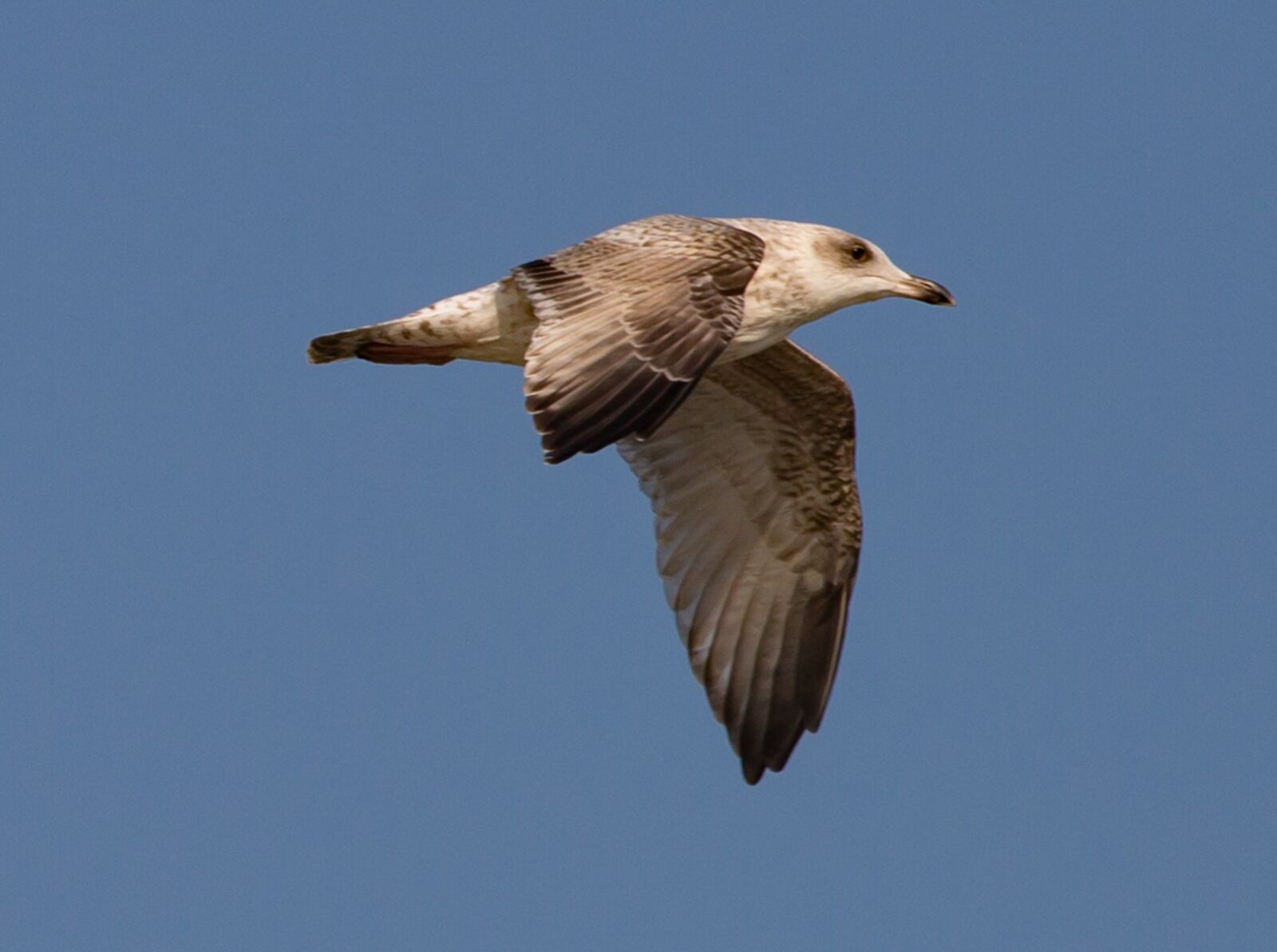 Canon EOS 5D Mark III + Canon EF 100-400mm F4.5-5.6L IS II USM sample photo. Herring gull, gull, flight photography