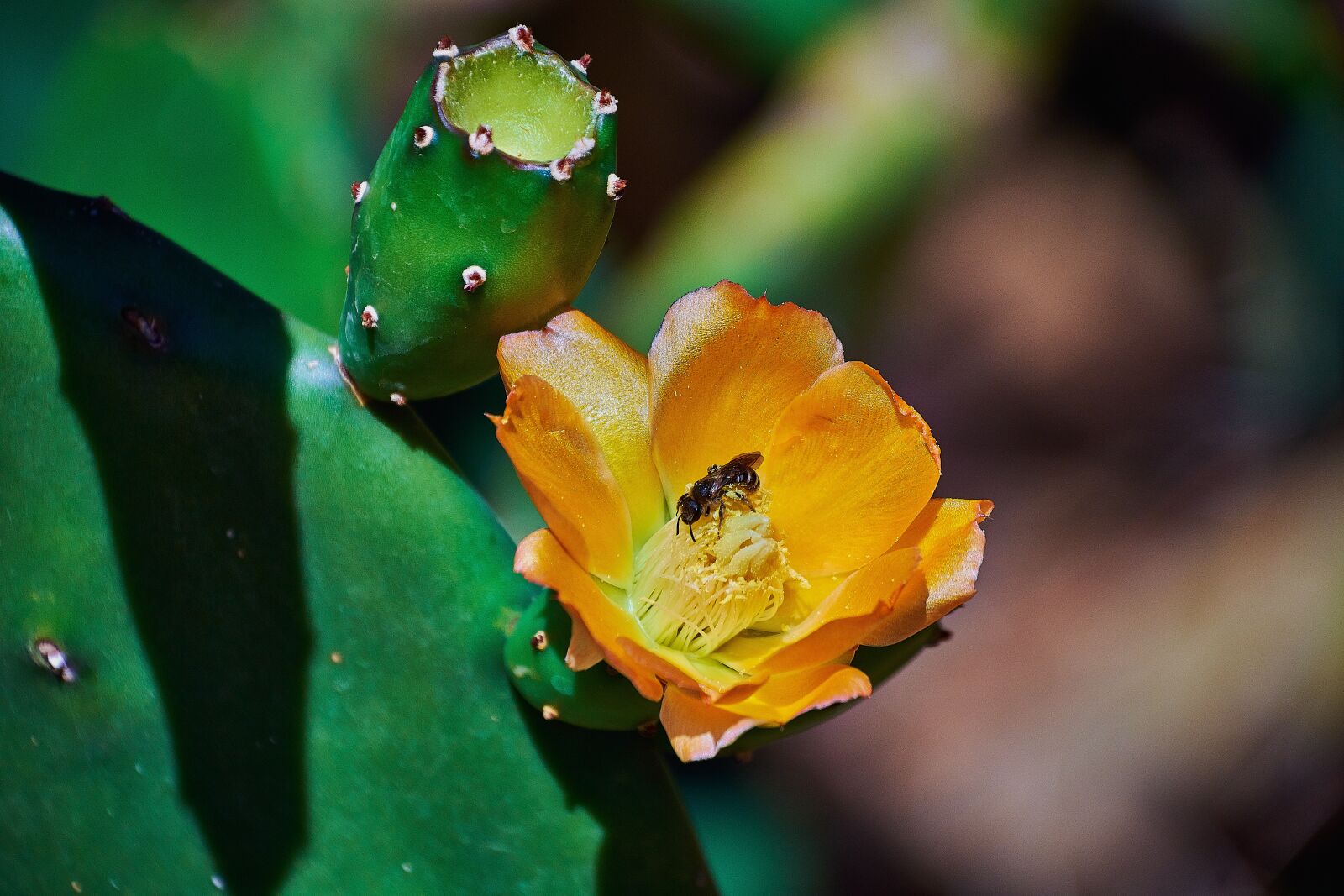 Nikon D7200 sample photo. Prickly pear cactus, cactus photography