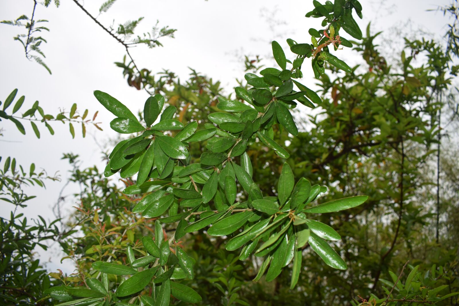 Nikon D5300 sample photo. Tree, leaf, forest photography