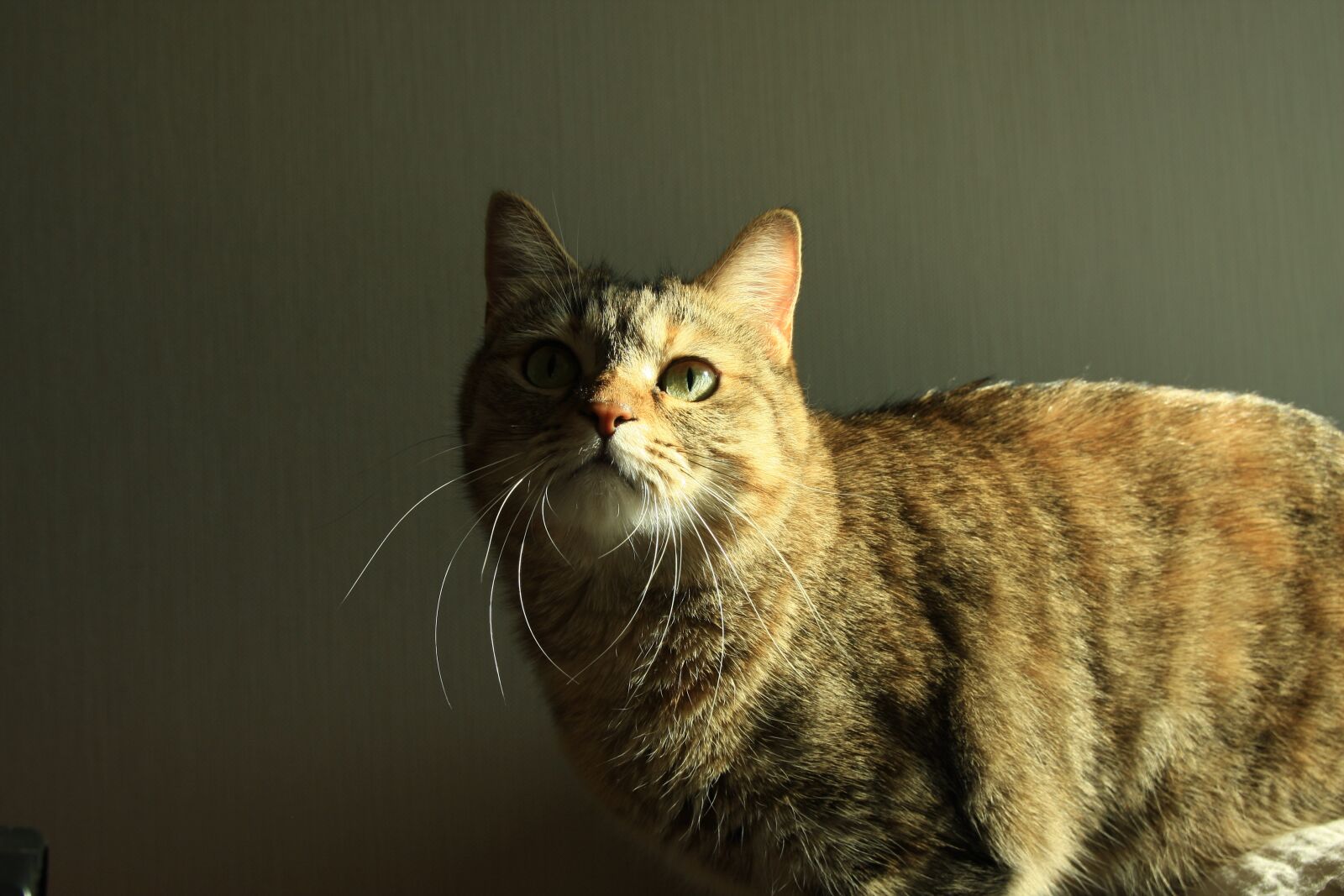 Canon EOS 40D sample photo. Cat, animal, the cat photography