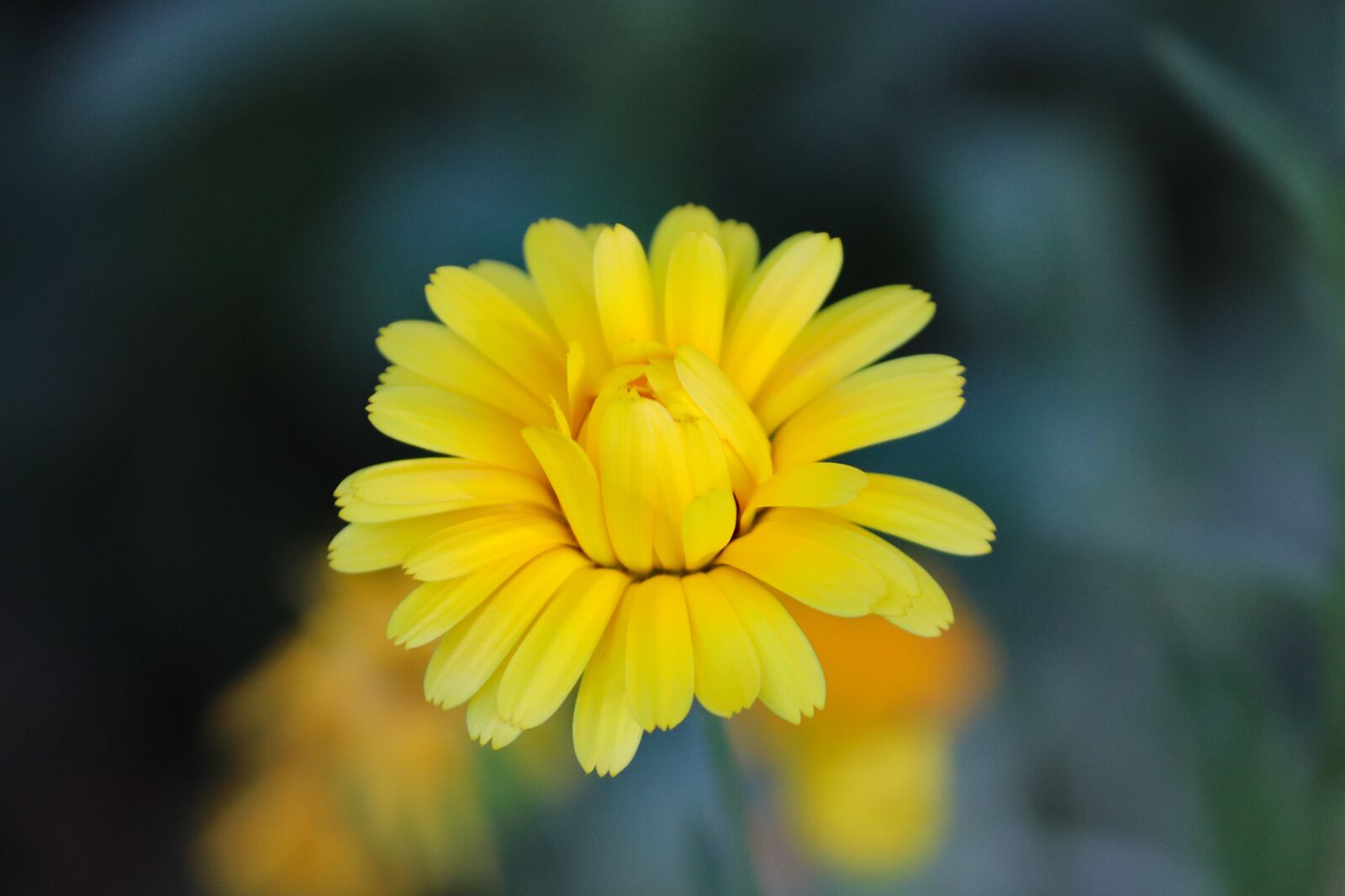 Canon EOS 200D (EOS Rebel SL2 / EOS Kiss X9) sample photo. Marigold, calendula suffruticosa, marigold photography