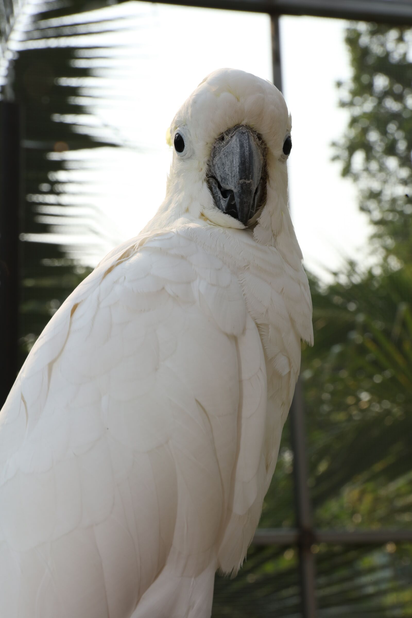 Canon EOS 5DS R sample photo. White parakeets, rare parrots photography