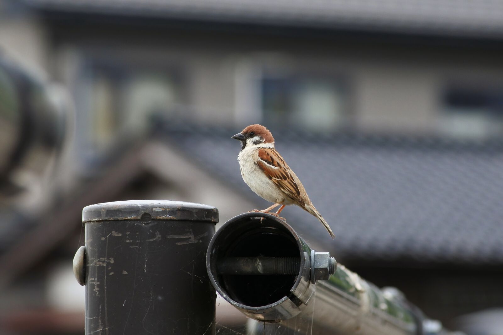 Nikon 1 J5 + VR 55-200mm f/4-5.6G sample photo. Animal, little bird, sparrow photography