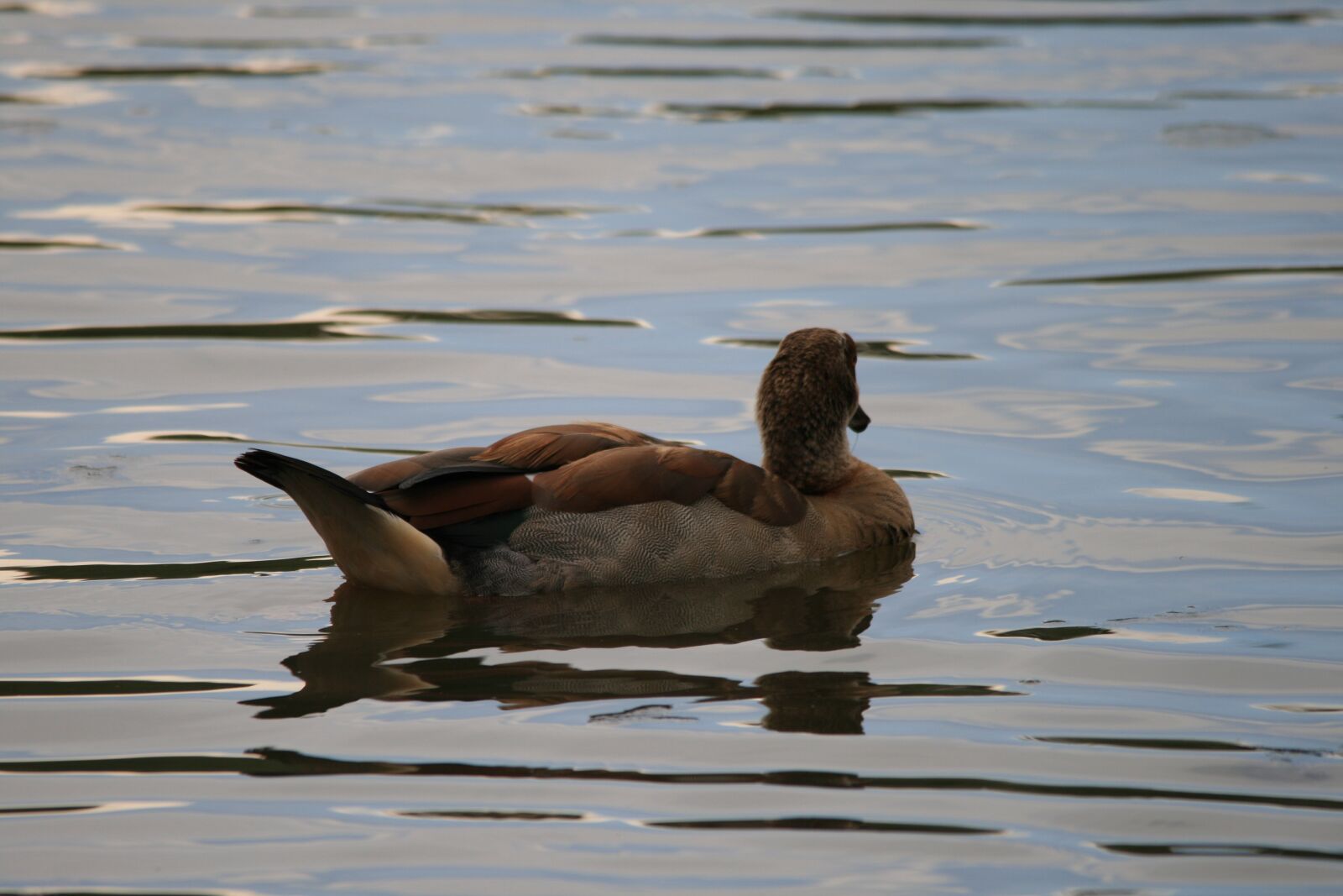 Canon EOS 400D (EOS Digital Rebel XTi / EOS Kiss Digital X) sample photo. Egyptian goose, goose, pond photography