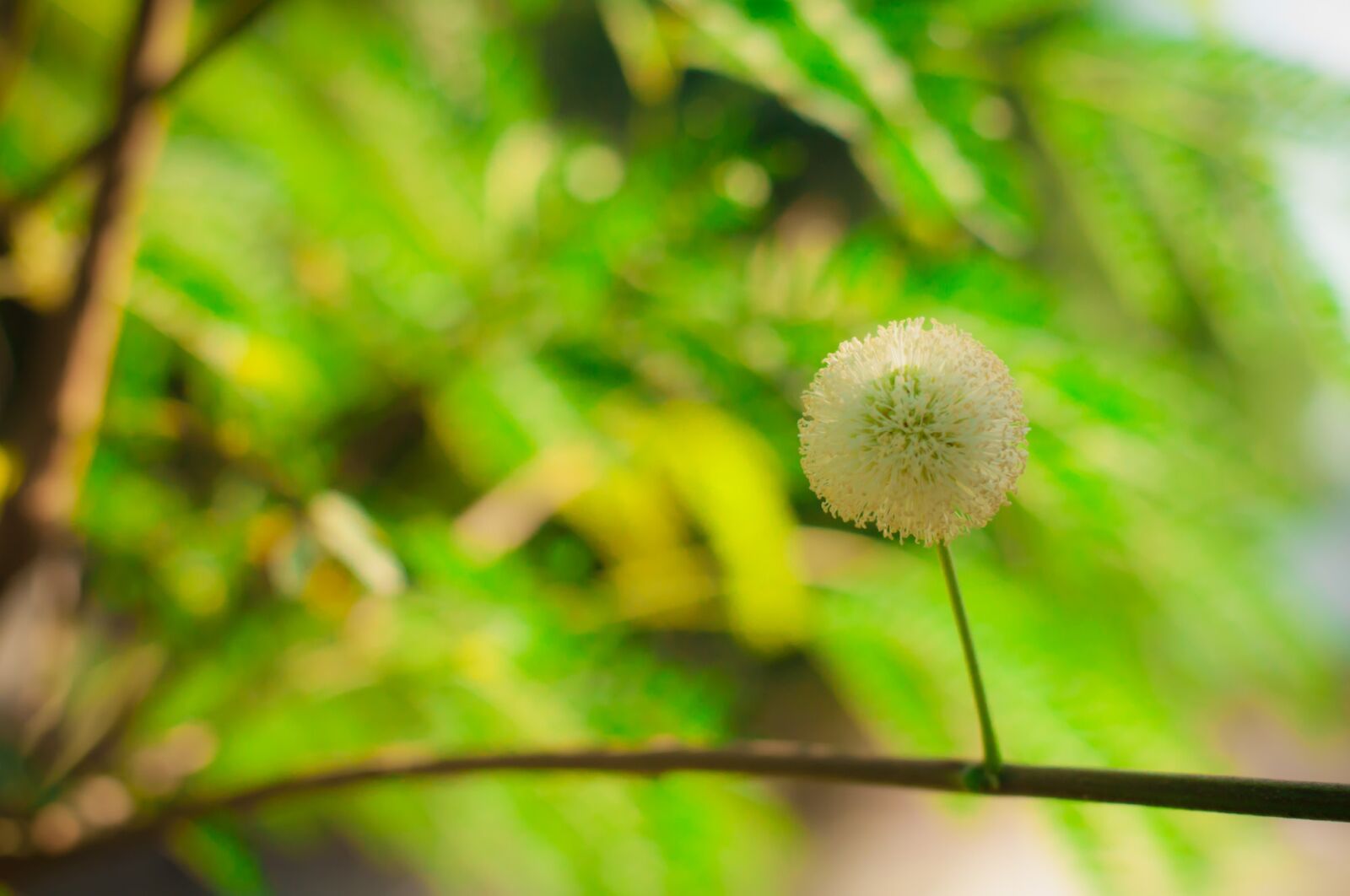 Nikon D90 sample photo. Babul rim fence, vegetable photography