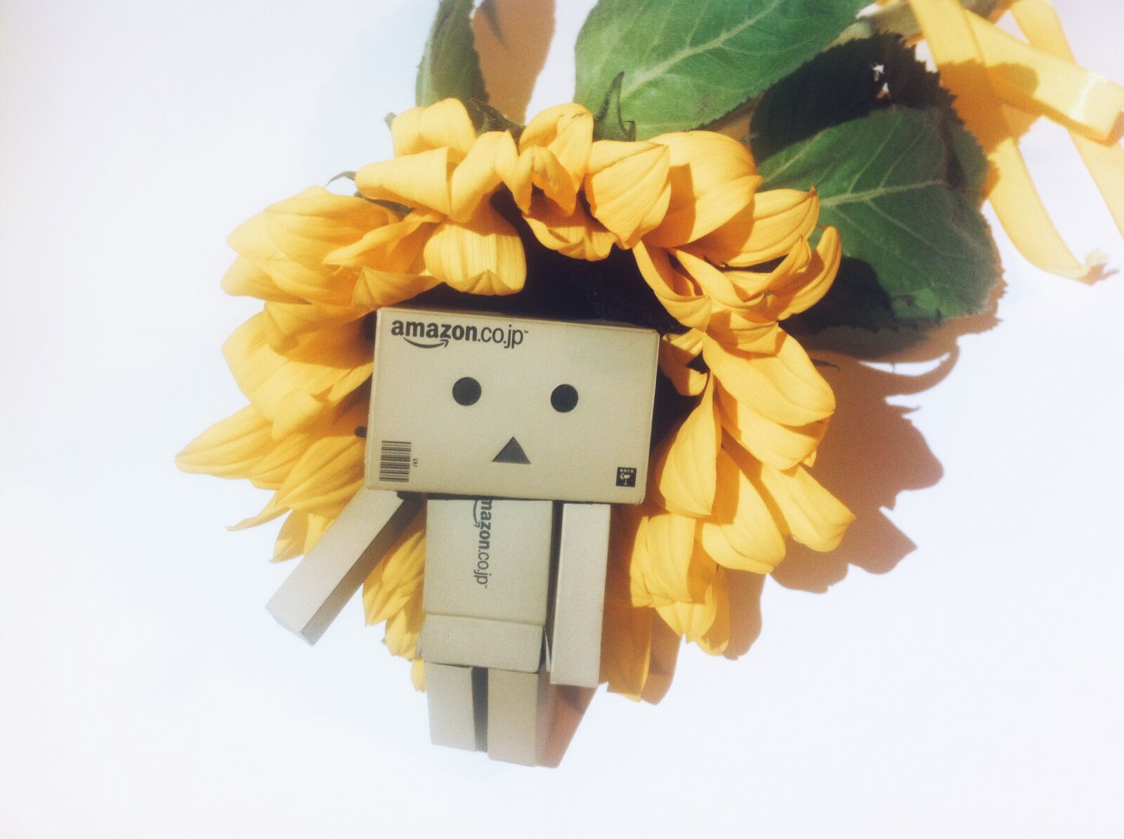 iPhone 4 back camera 3.85mm f/2.8 sample photo. Brace, danbo, danboard, flower photography