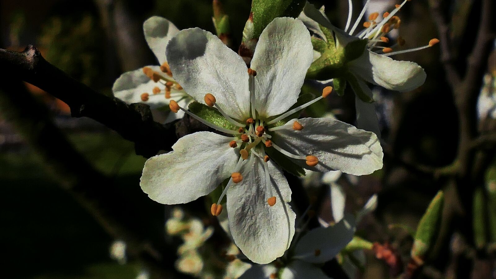 Panasonic Lumix DMC-FZ1000 sample photo. Plum, plum flower, spring photography