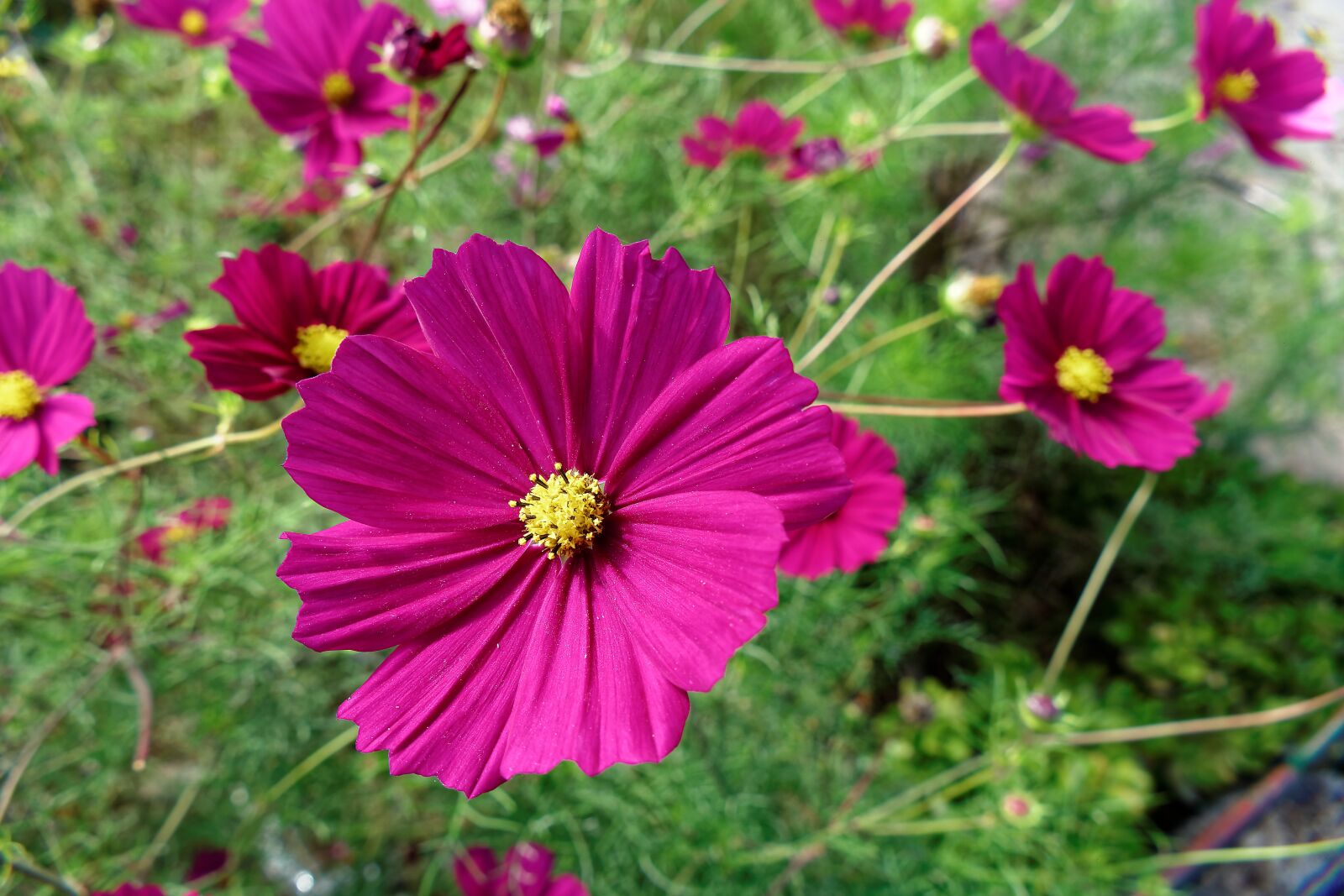 Panasonic Lumix DMC-FZ1000 sample photo. Flower, pink, cosmea photography
