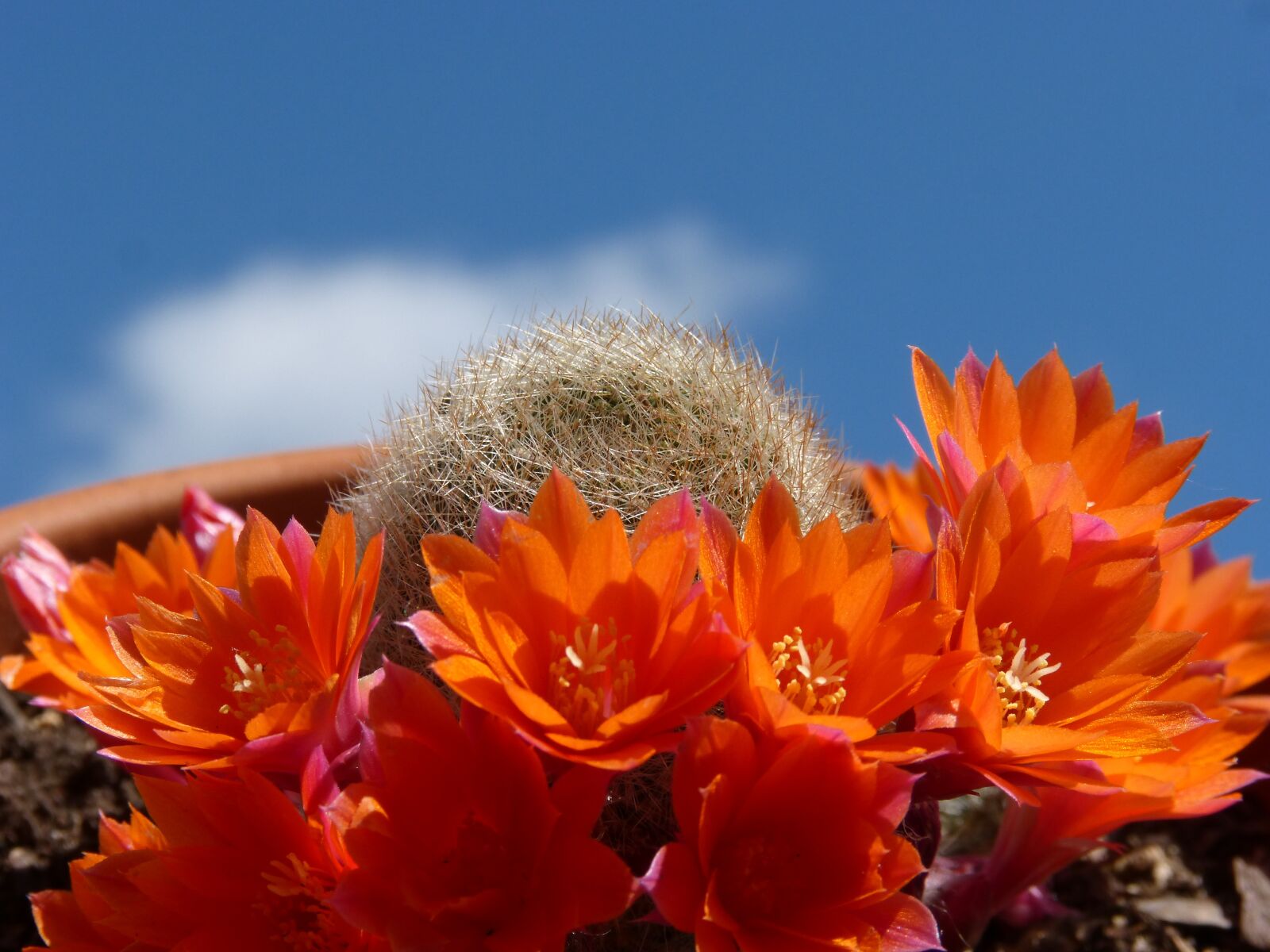 Panasonic DMC-FZ62 sample photo. Flowering cactus, flower, sky photography