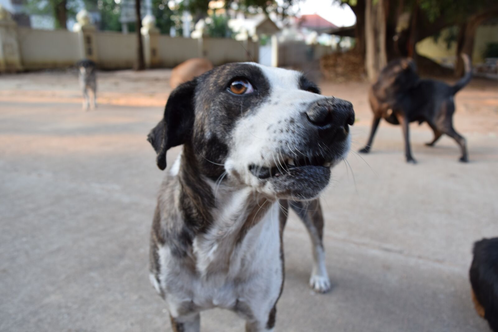 Nikon D3300 sample photo. Dog, life, animal photography