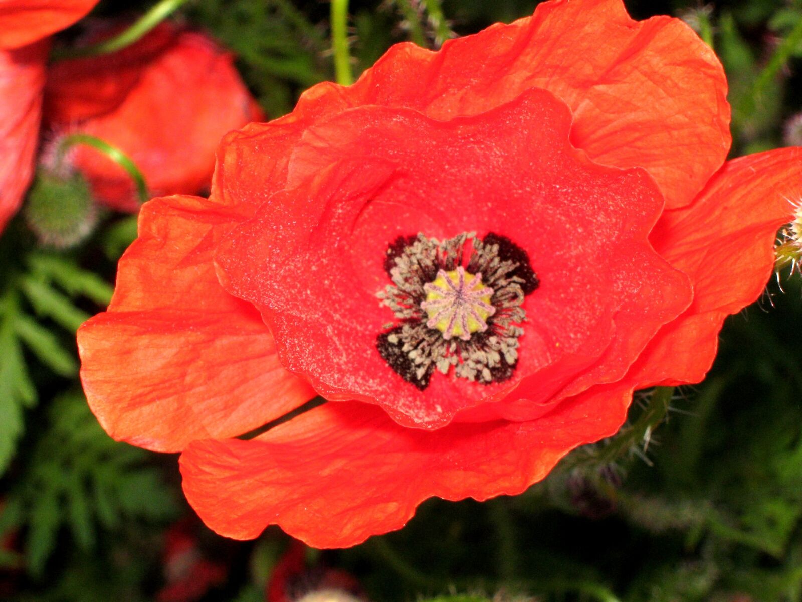 Canon PowerShot A470 sample photo. Red, poppy, poppy flower photography
