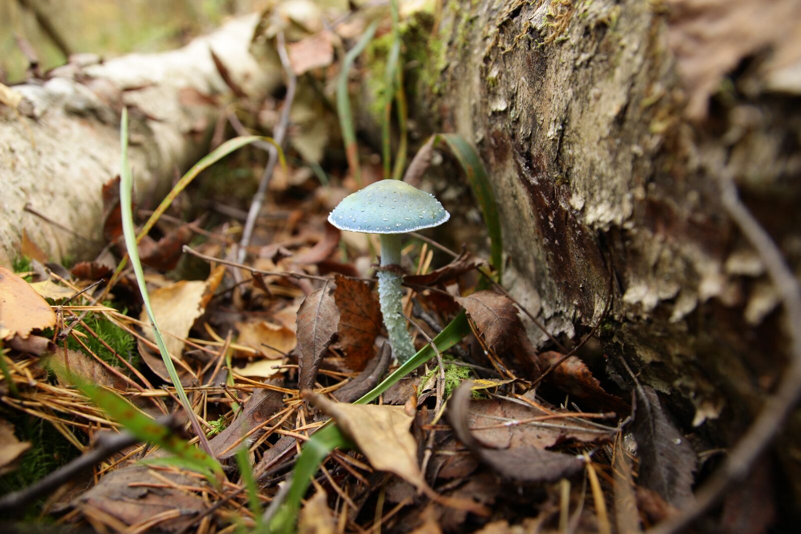 Canon EOS 600D (Rebel EOS T3i / EOS Kiss X5) sample photo. Mushroom, stropharia blue-green, forest photography