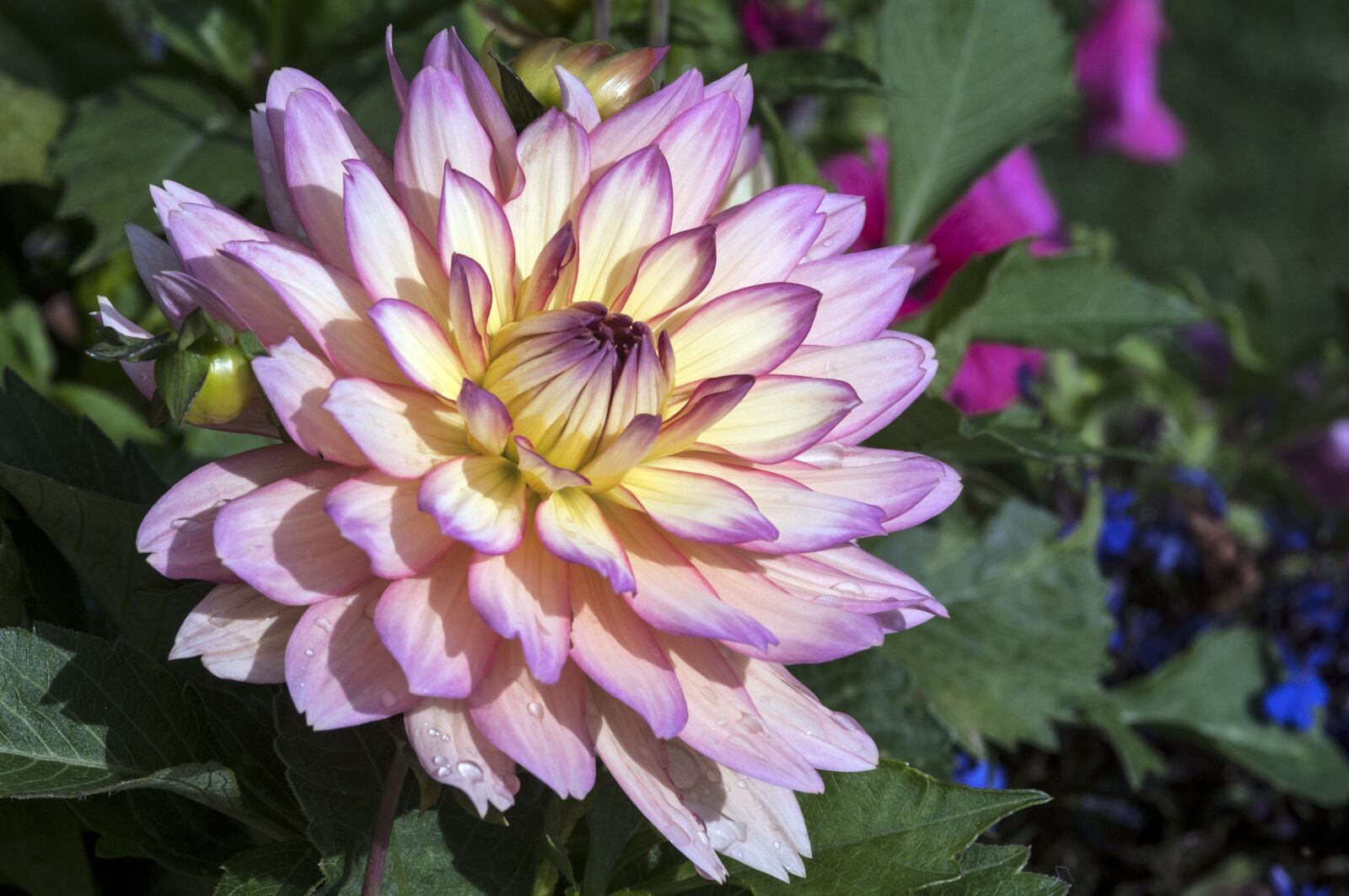 Nikon D300 sample photo. Flower, dahlia, plants photography