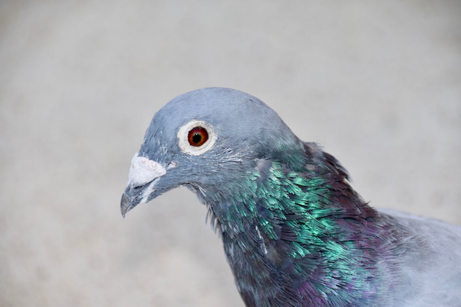Nikon D5600 sample photo. Pigeon, homing pigeon, bird photography