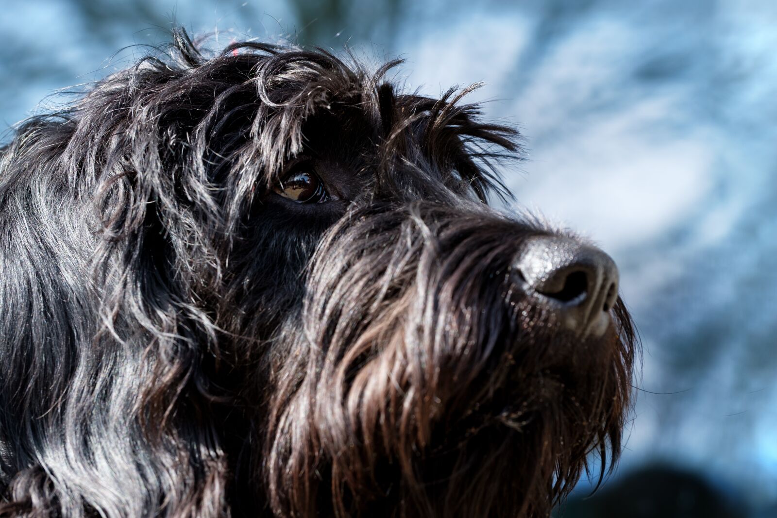 Fujifilm X-T2 + Fujifilm XF 80mm F2.8 R LM OIS WR Macro sample photo. Puppy, dog, pet photography