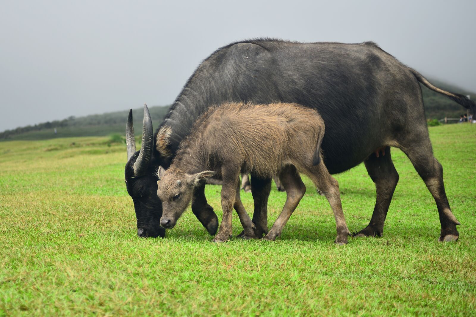 Nikon D750 sample photo. Mammal, animal, lawn photography