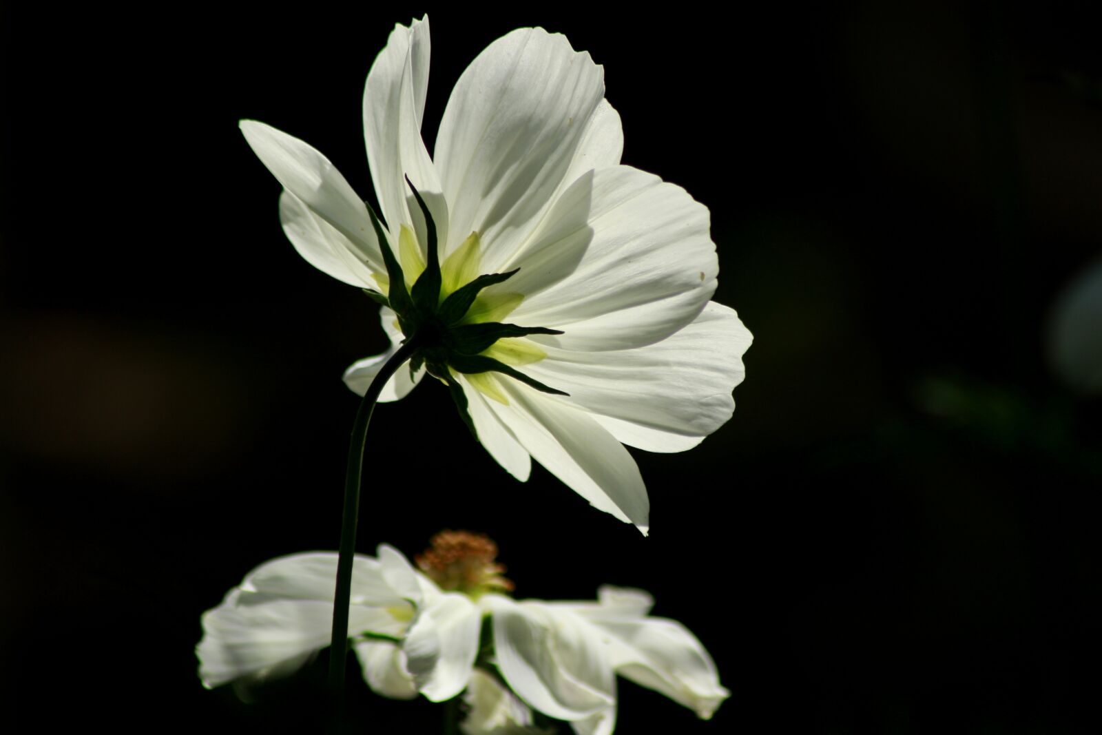 Canon EOS 100D (EOS Rebel SL1 / EOS Kiss X7) sample photo. Flower, white, plant photography