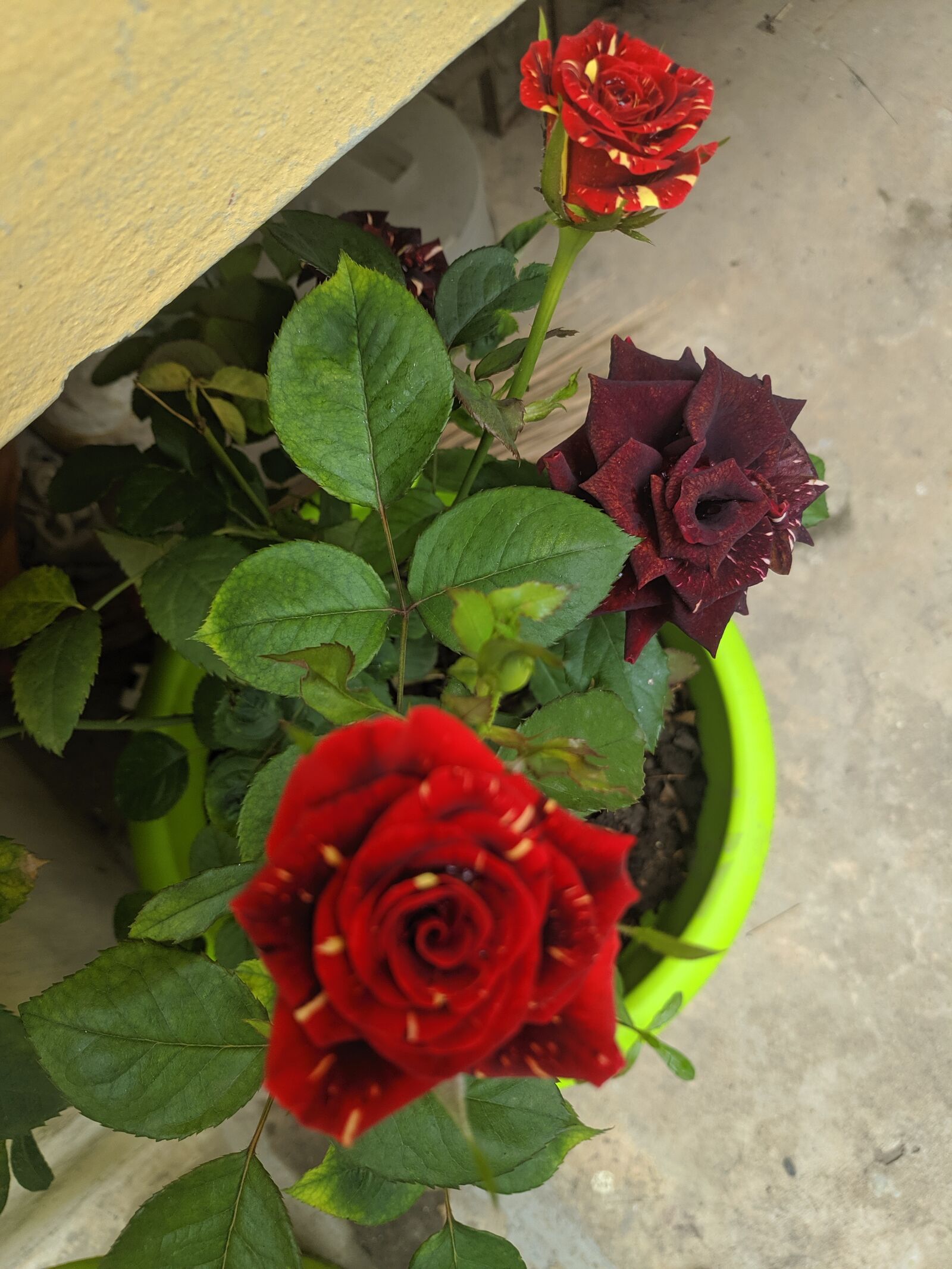 Xiaomi POCO F1 sample photo. Rose, red, exotic rose photography