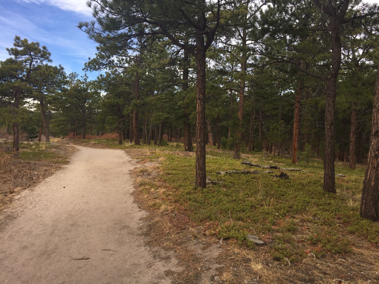 Apple iPhone 6 sample photo. Trees, path, nature photography