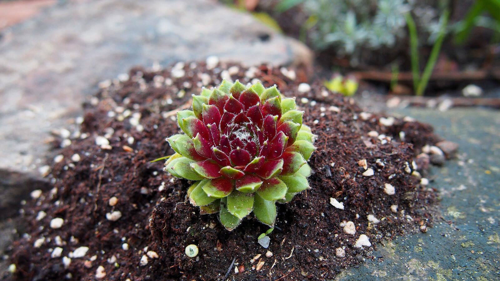 Olympus PEN E-PL6 sample photo. Plant, nature, rockery photography