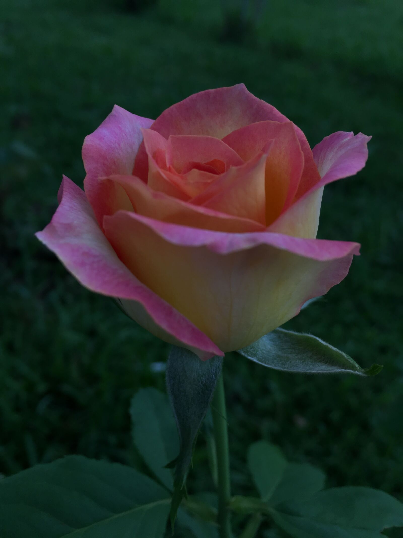 iPhone 6s back camera 4.15mm f/2.2 sample photo