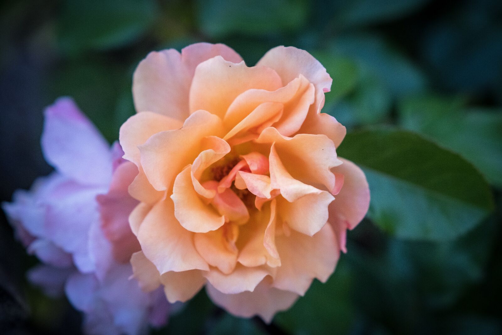 Fujifilm X-T2 sample photo. Blossom, bloom, bloom photography