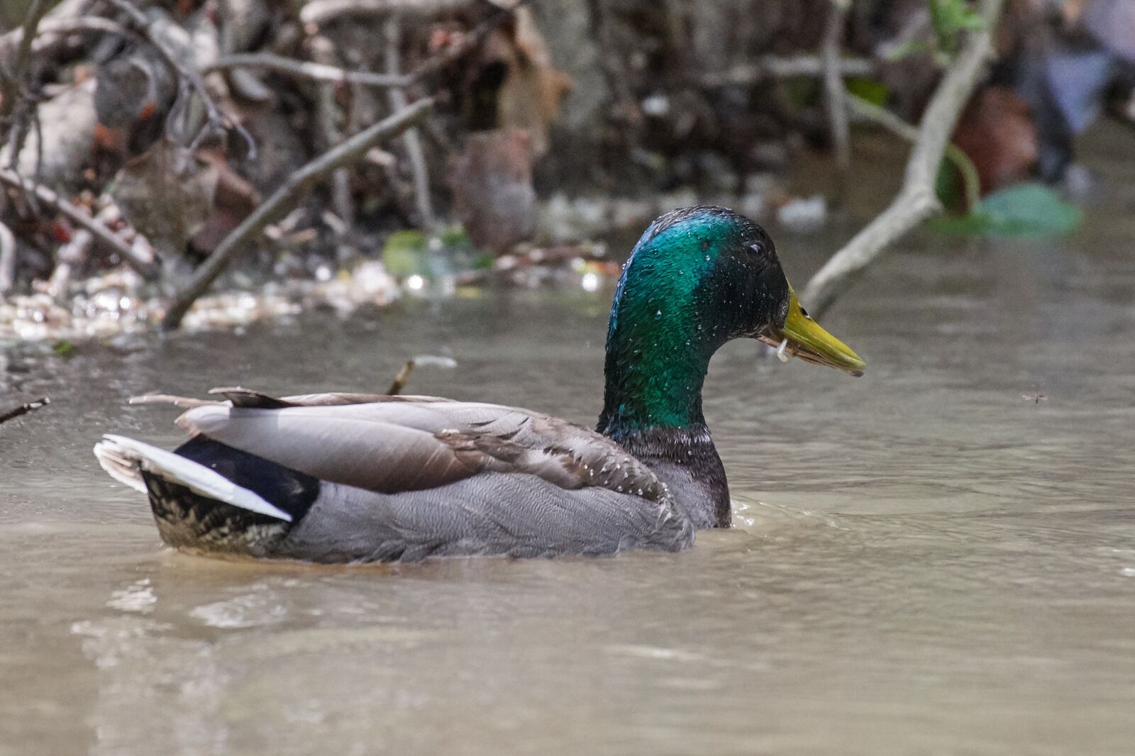 Nikon D500 sample photo. Duck, water, water bird photography
