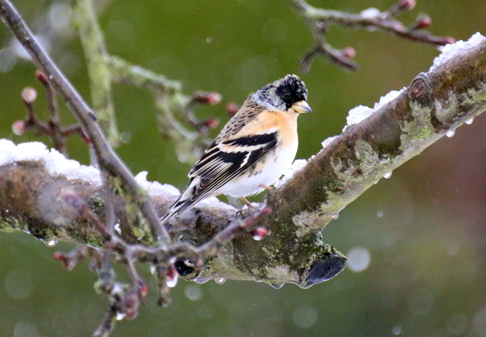 Canon EOS 70D sample photo. Bird, branch, snow photography