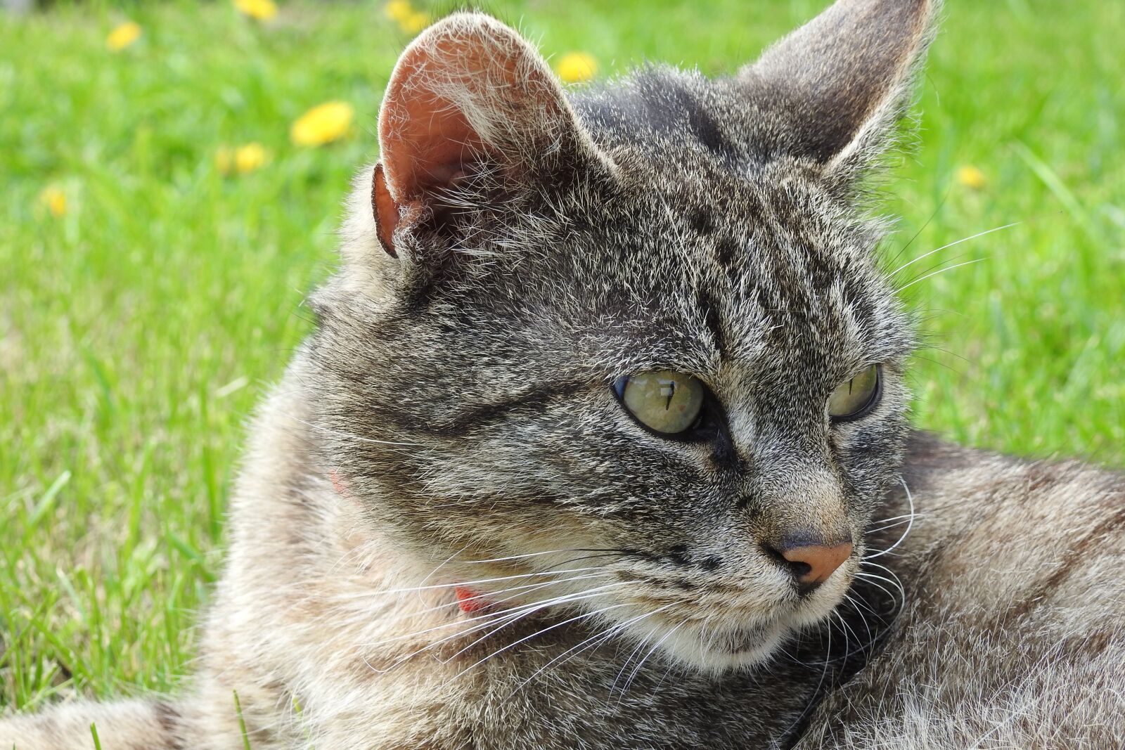 Nikon Coolpix P900 sample photo. Animals, mammals, cat photography
