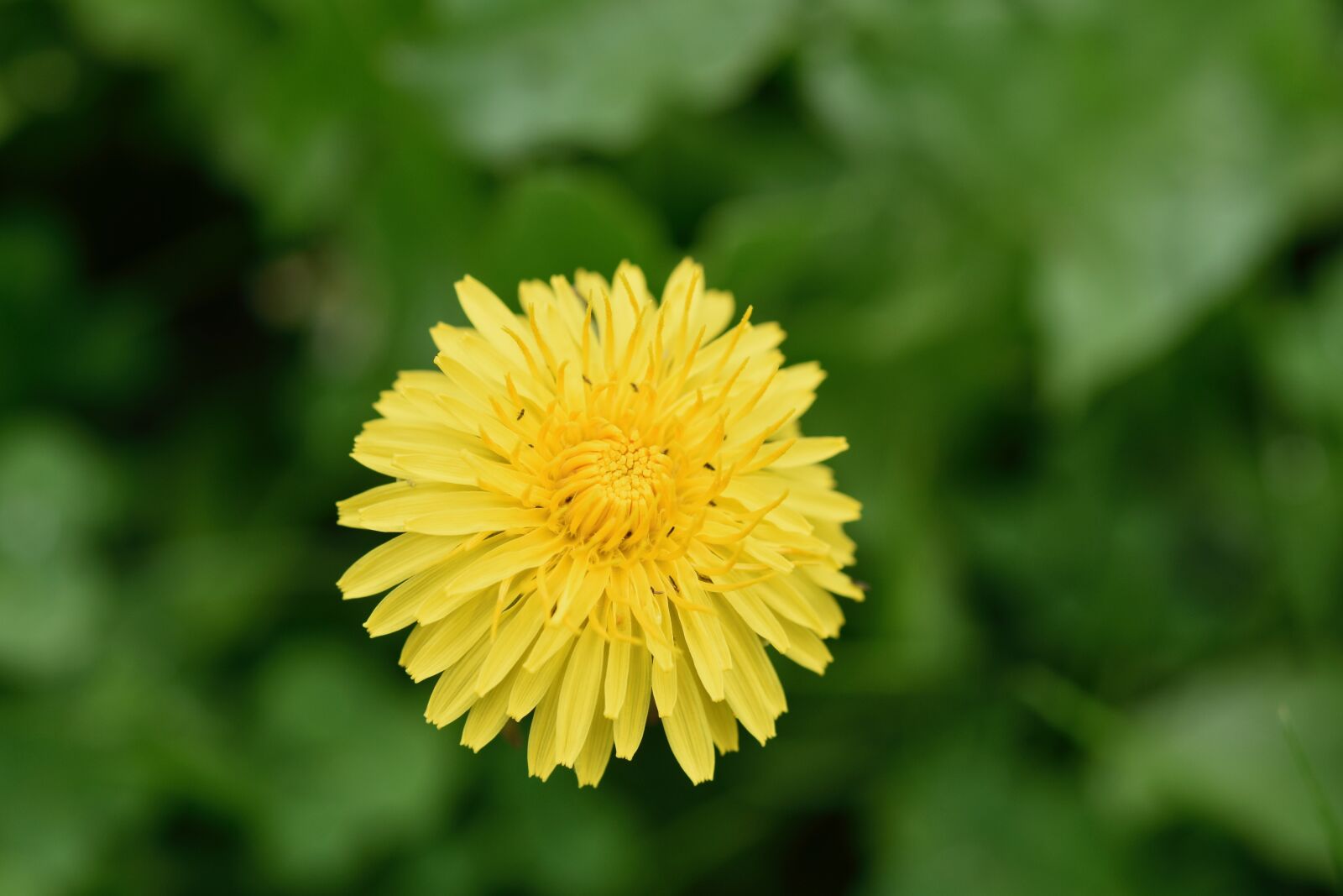 Nikon D5600 sample photo. Dandelion, petals yellow, fleur photography