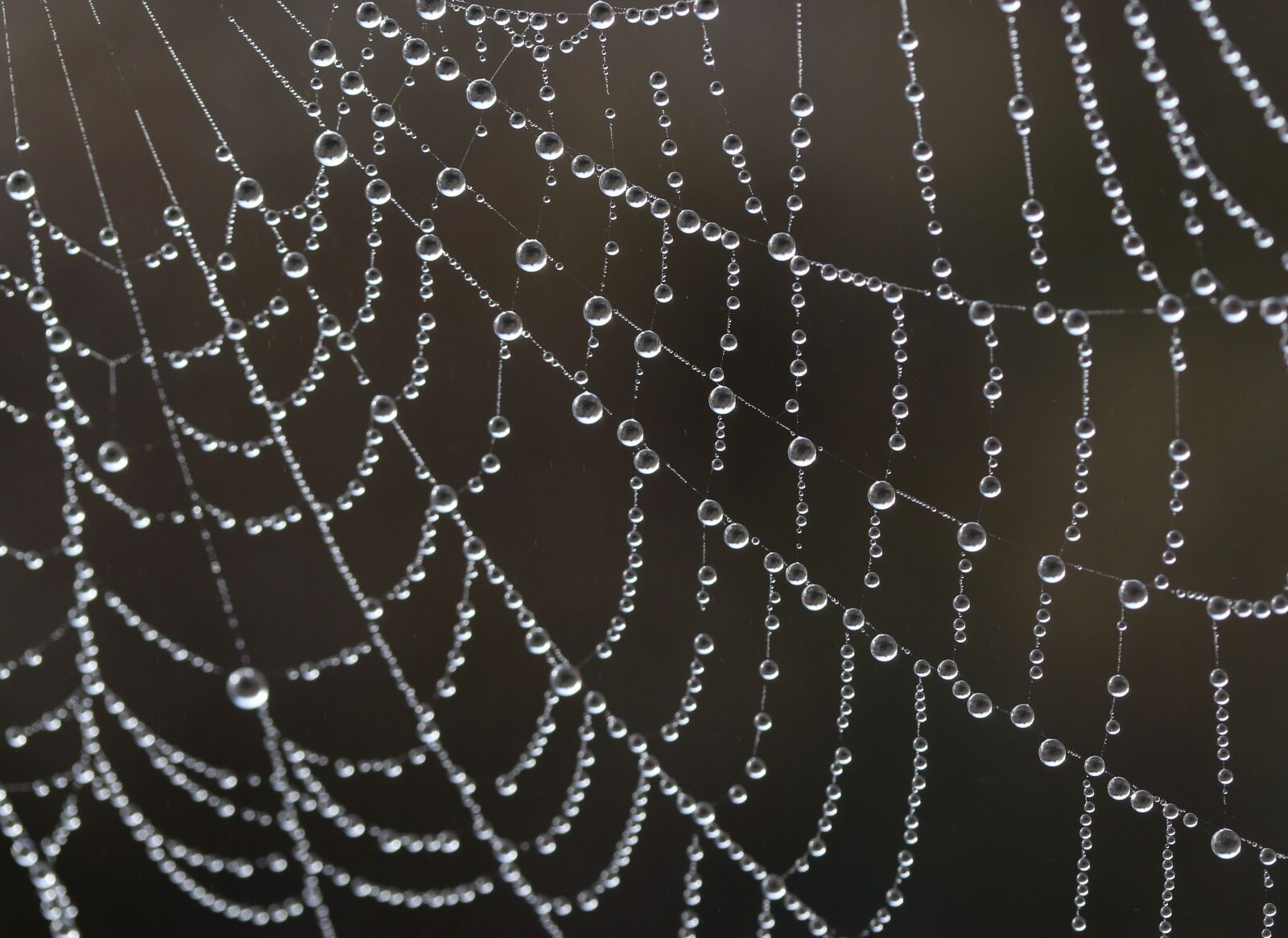 Canon EF-S 60mm F2.8 Macro USM sample photo. Spider web, drops, water photography