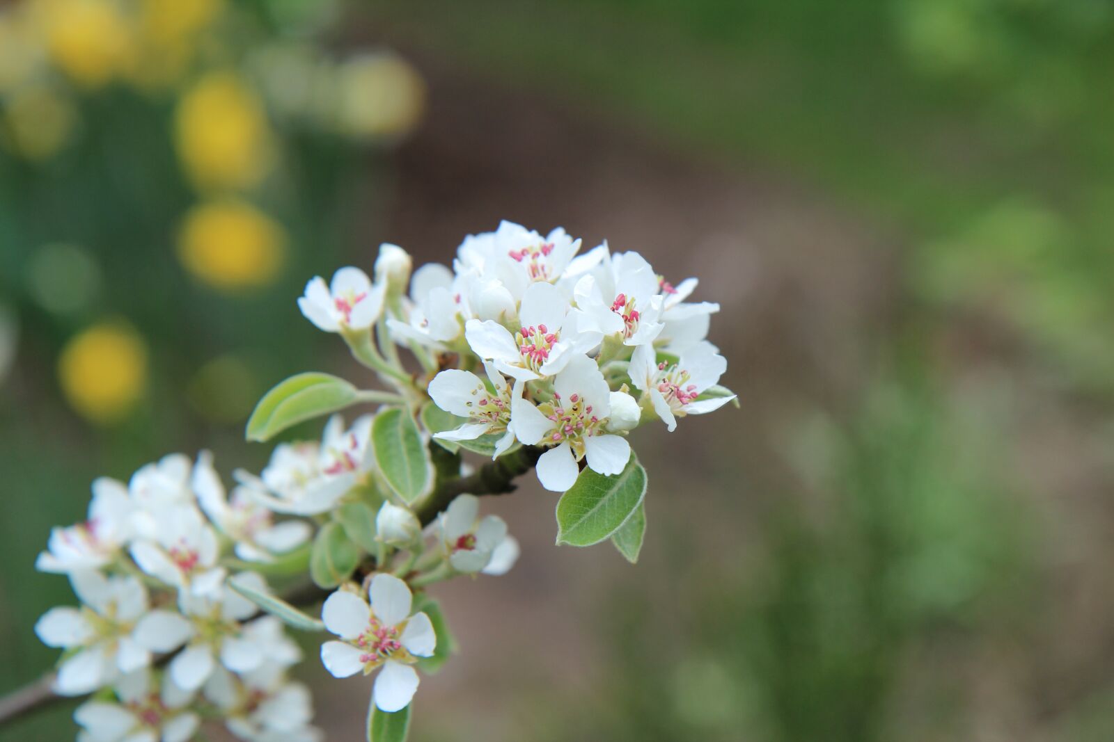 Canon EOS 600D (Rebel EOS T3i / EOS Kiss X5) sample photo. Sin, flowers of sin photography