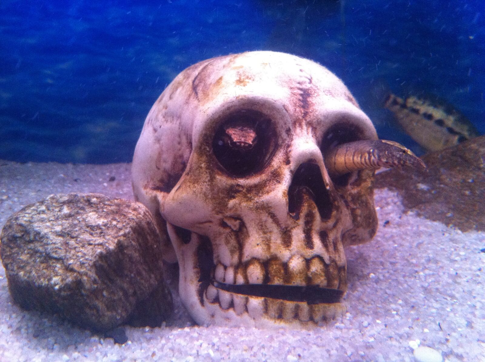 Apple iPhone 4 sample photo. Aquarium, skull, fish photography