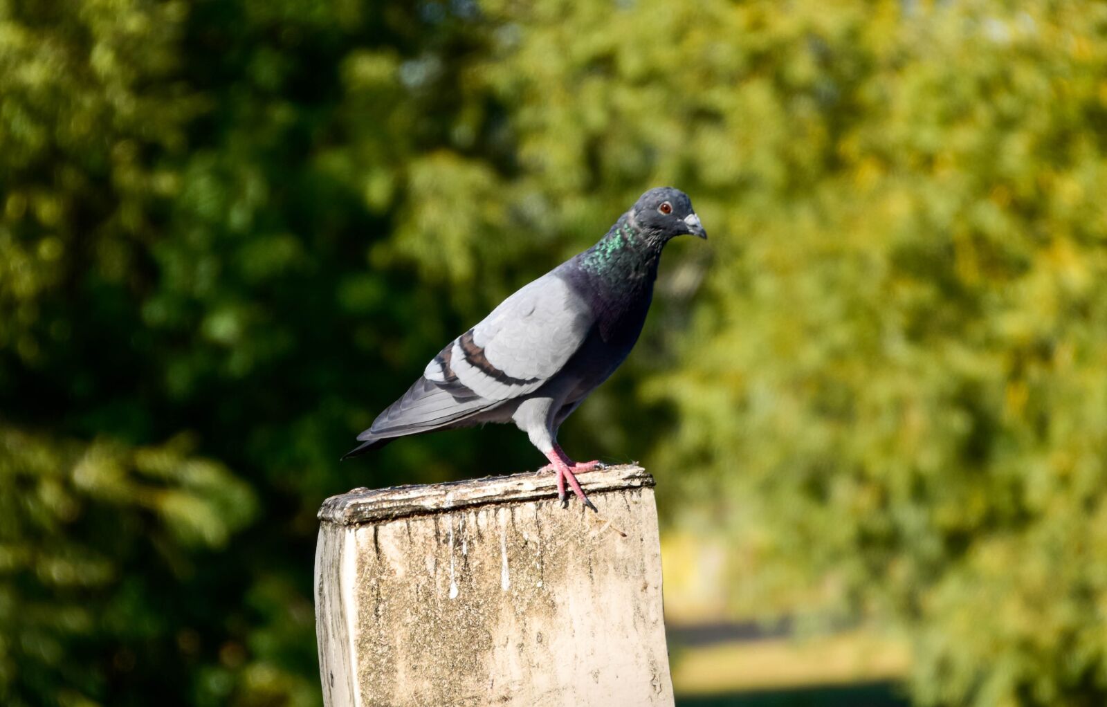 Nikon D5300 sample photo. Pigeon, bird, nature photography